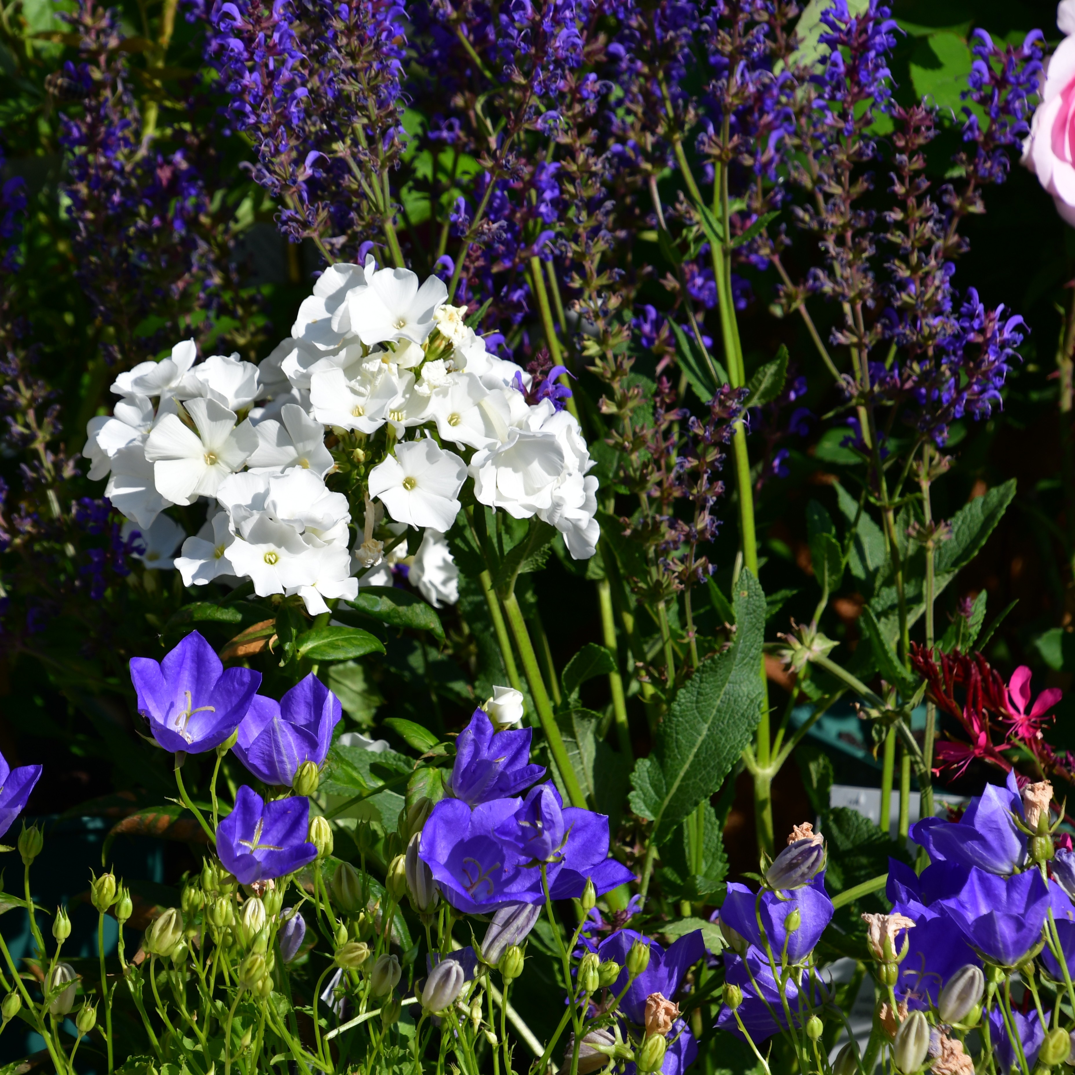 Campanula carp. Blaue Clips 1L