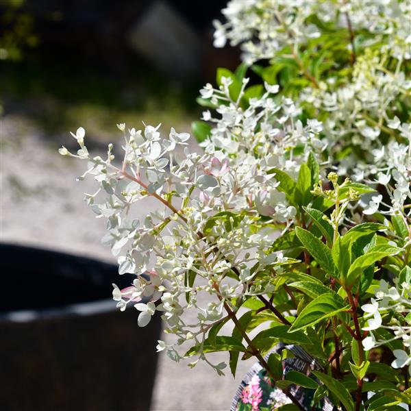 Hydrangea paniculata Groundbreaker Blush