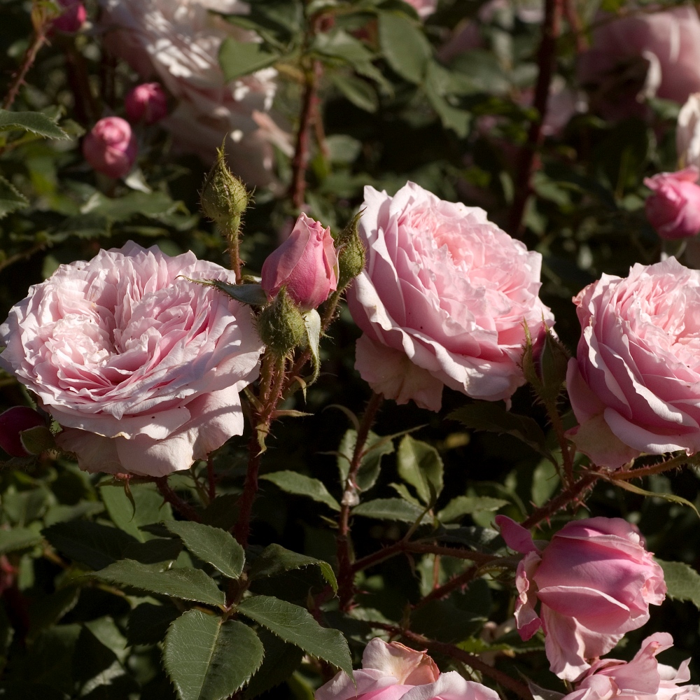 Antique Rose (Scarman)