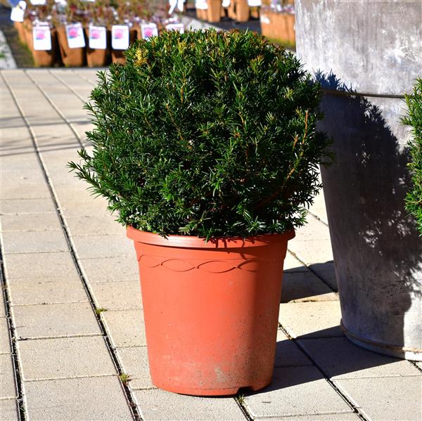 Taxus baccata Kugel 35-40cm