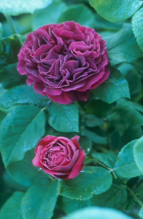 Souvenir du Docteur Jamain