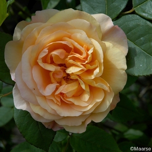 Lady of Shalott