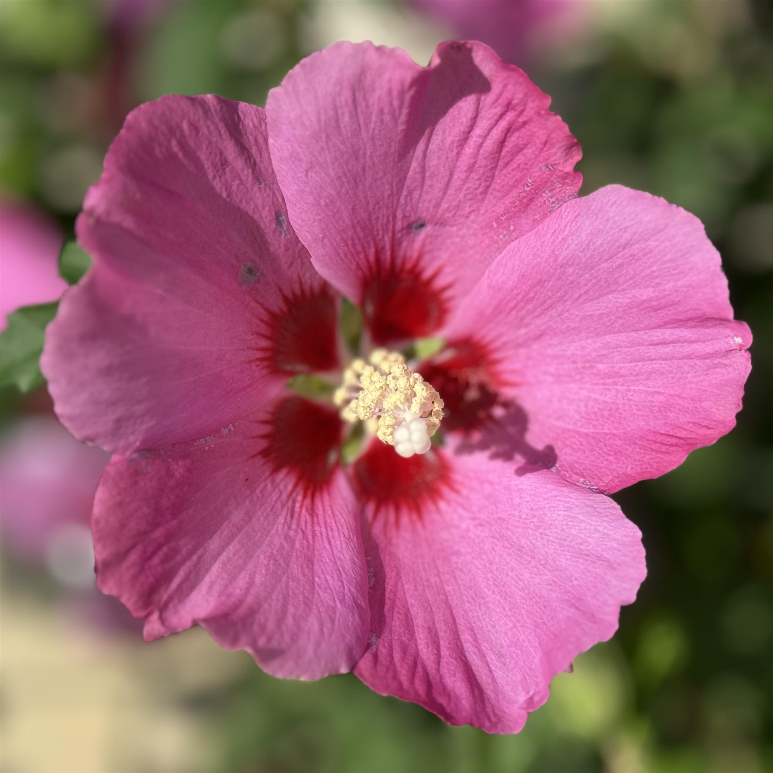 Hibiscus syriacus 'Woodbridge' 5L