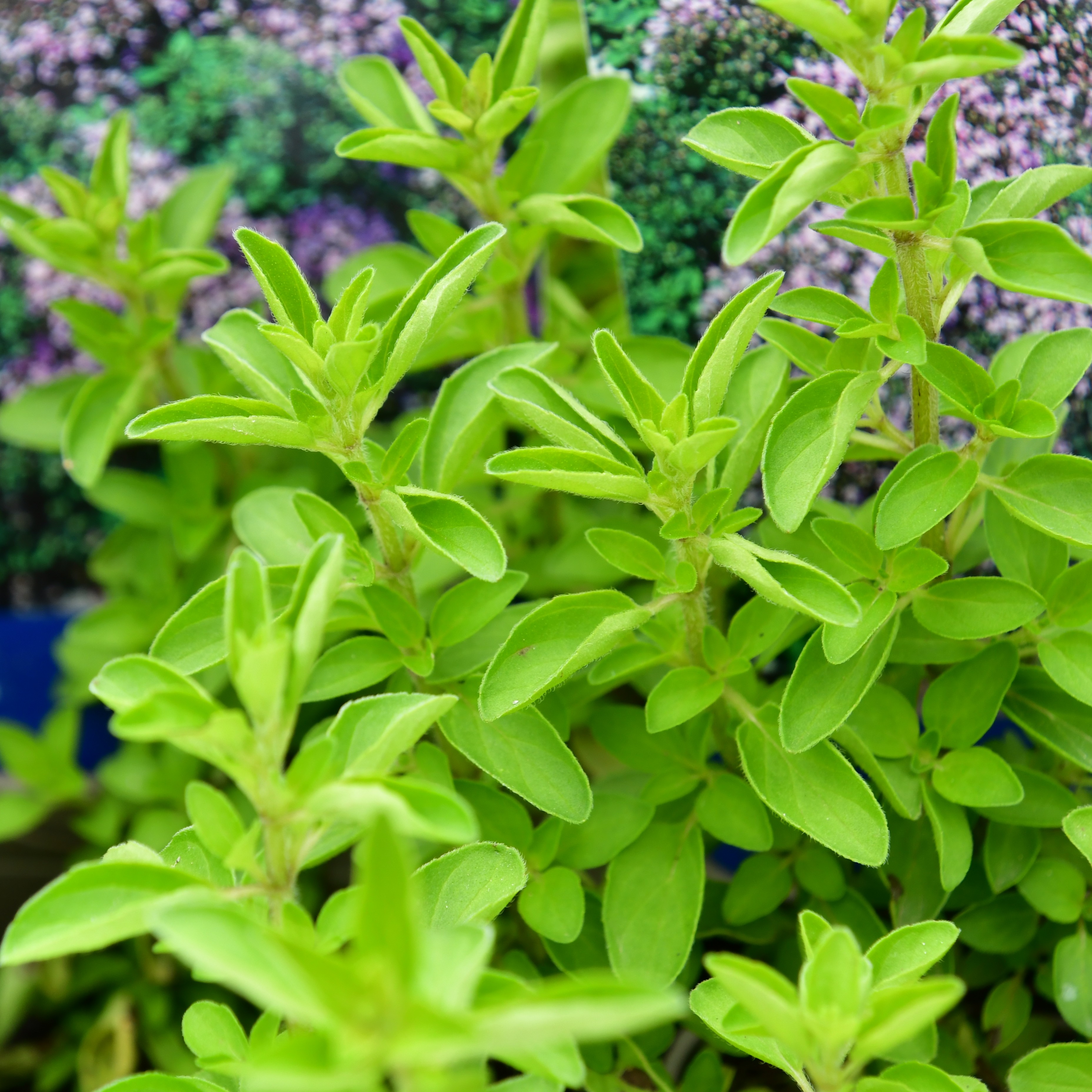 Origanum vulgare Compactum 0,5L