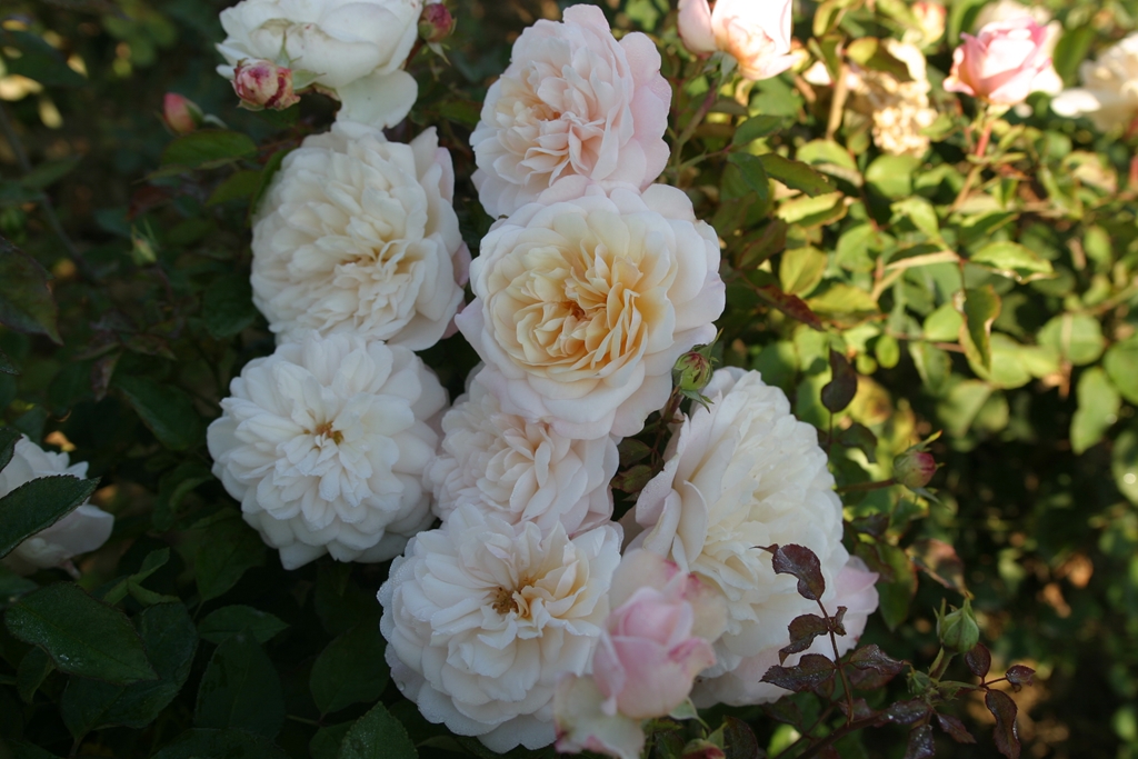 White Gruß an Aachen