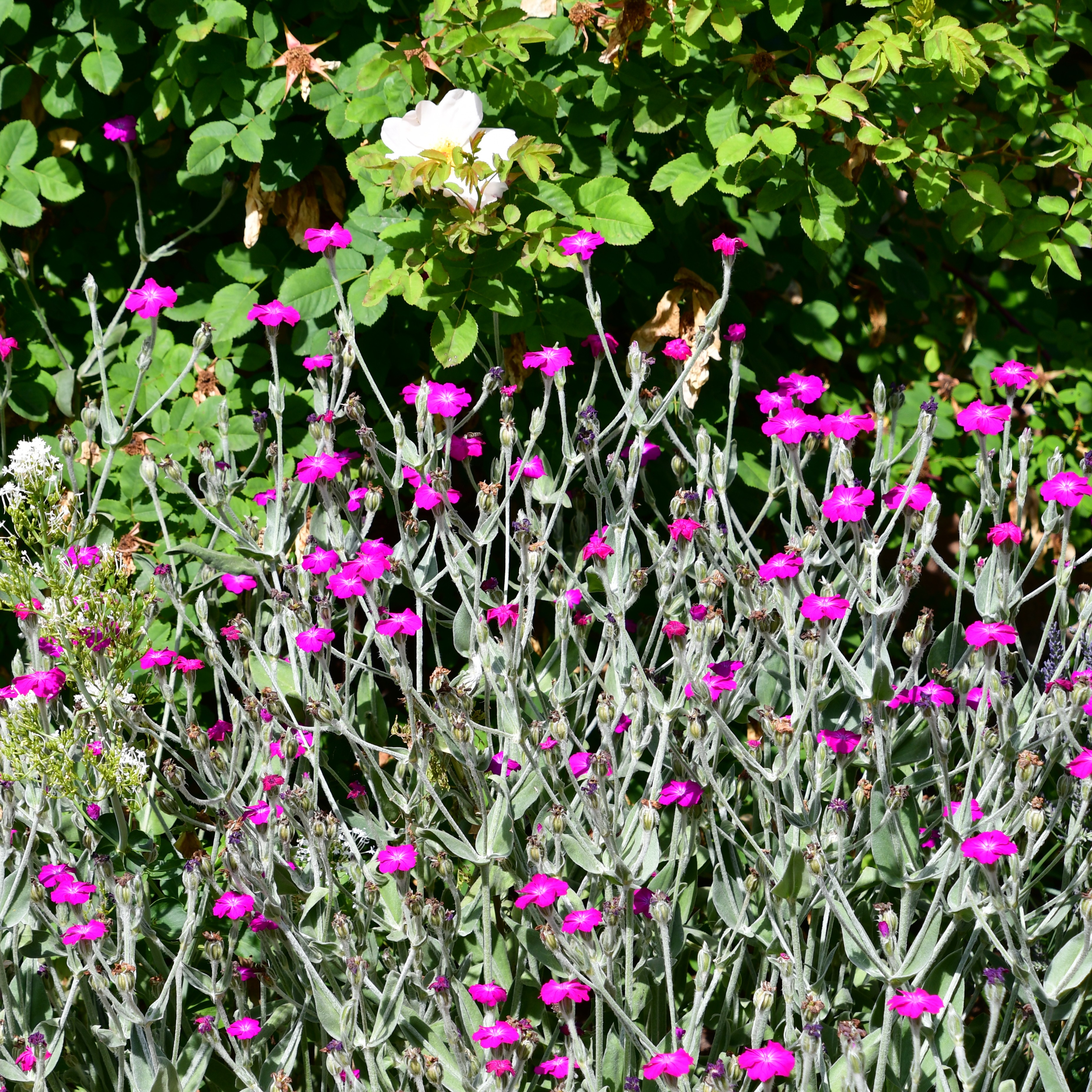 Lychnis coronaria 1L