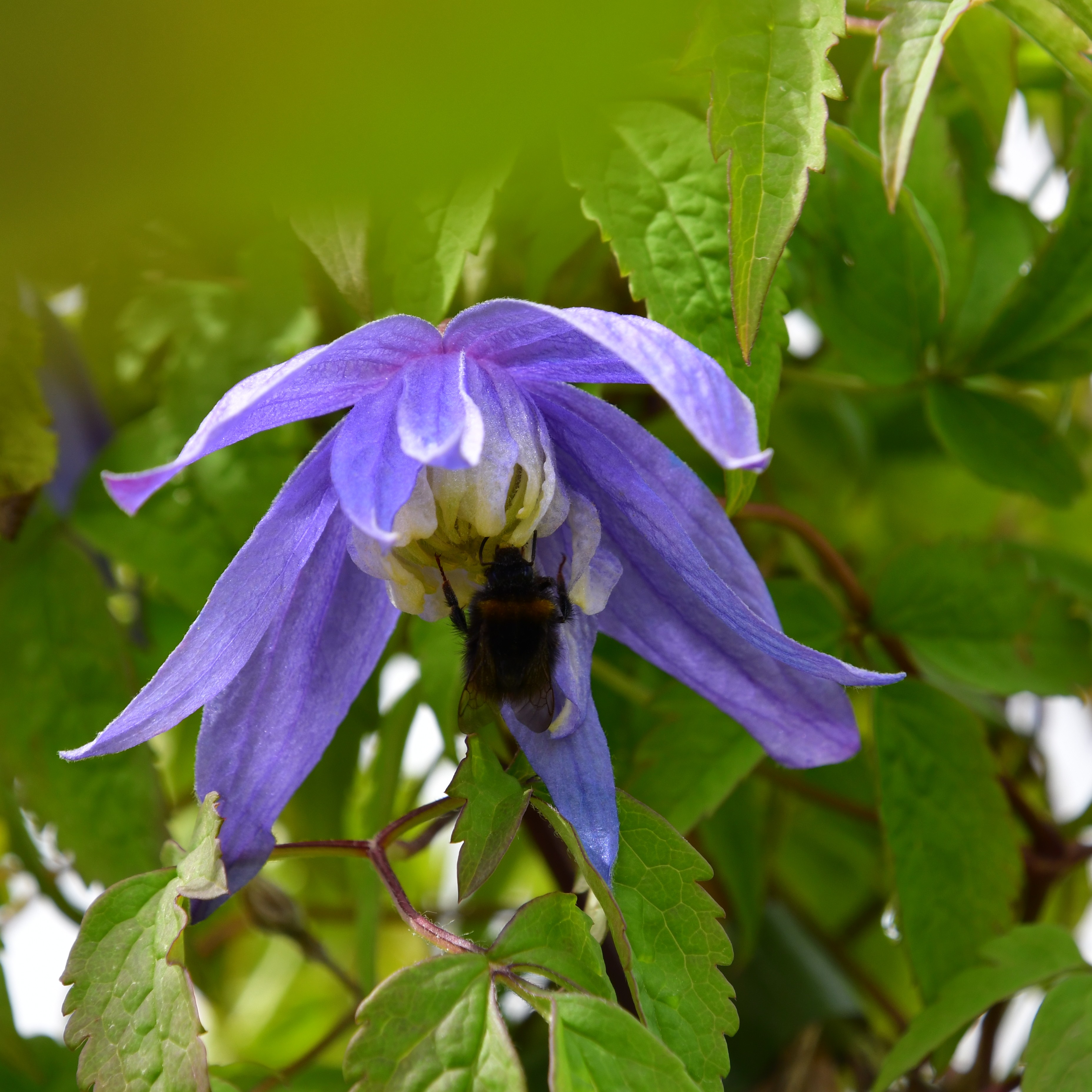 Clematis alpina