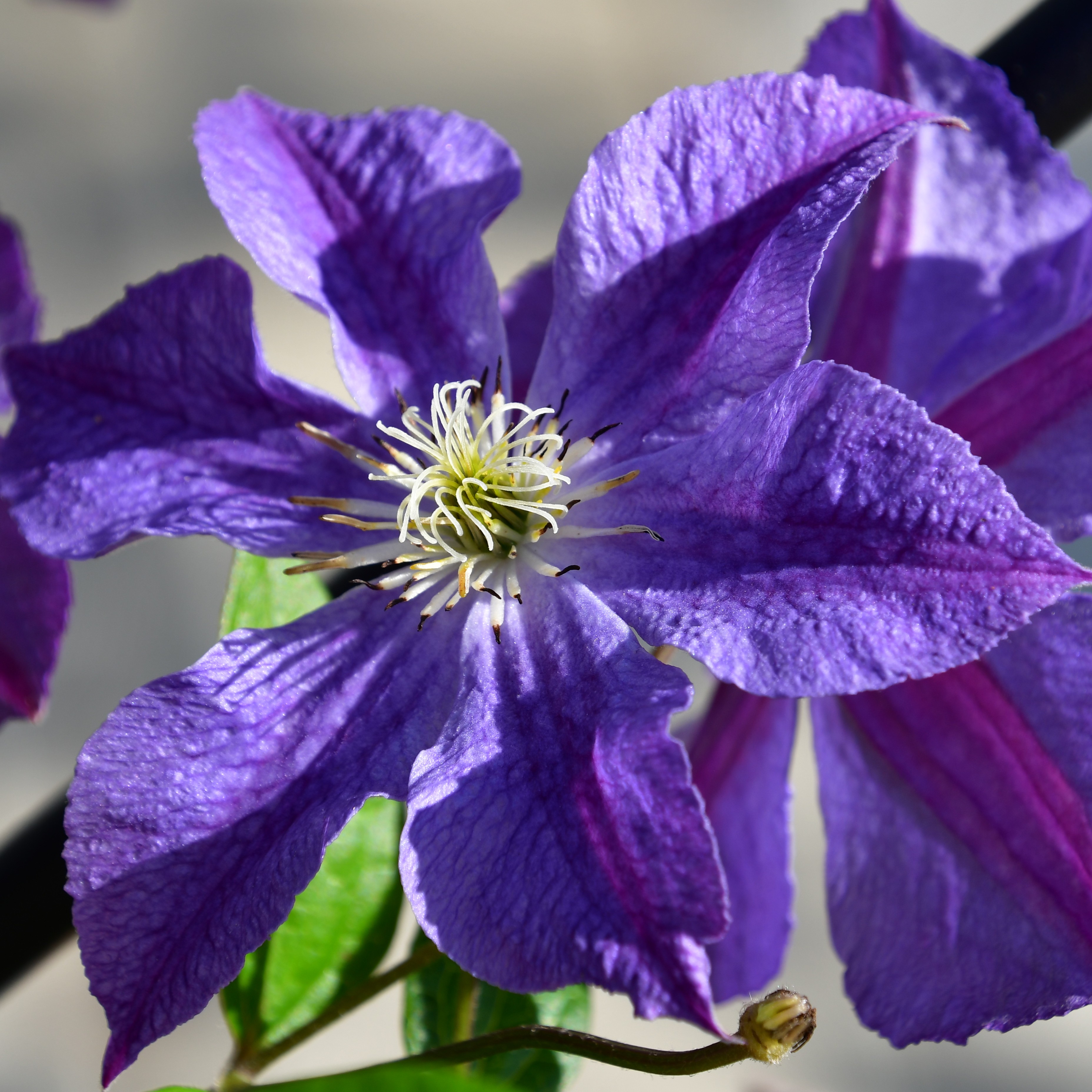 Clematis Hyb. Ashva
