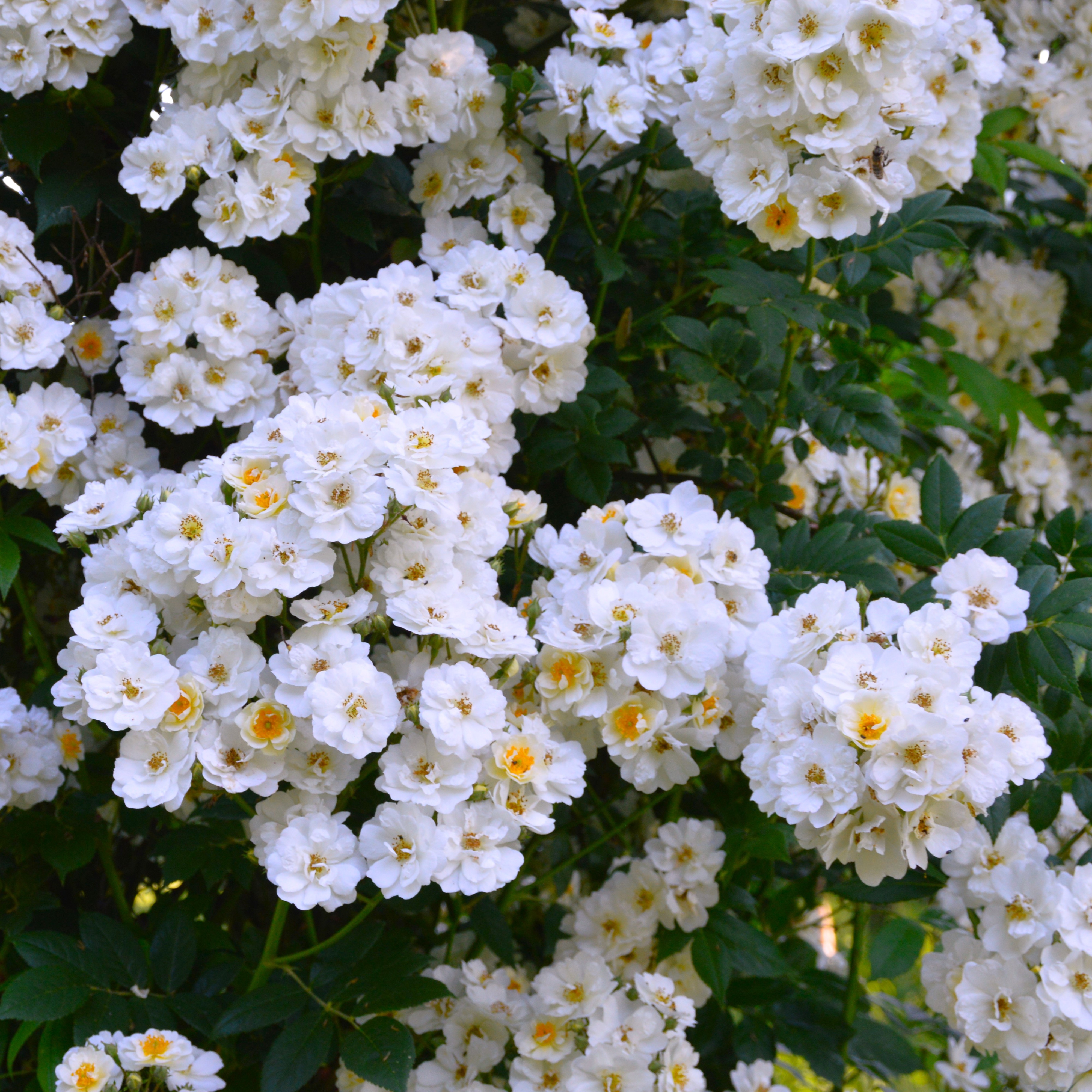 Rambling Rector