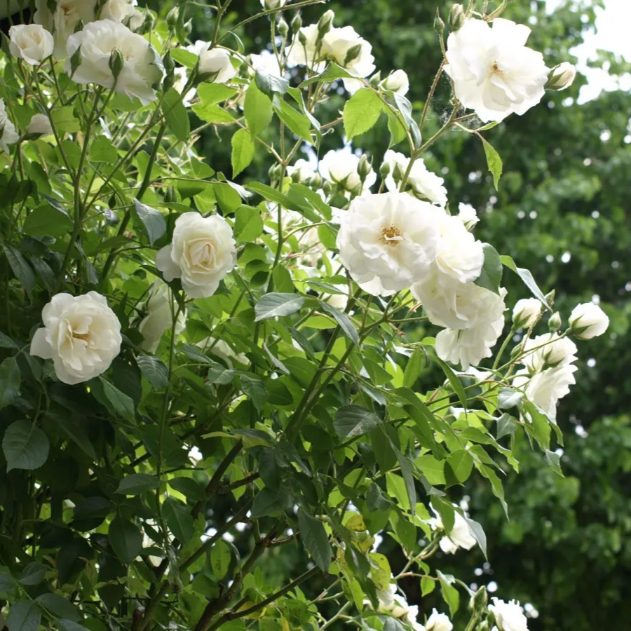 Iceberg / Schneewittchen - Stammrose 110 cm