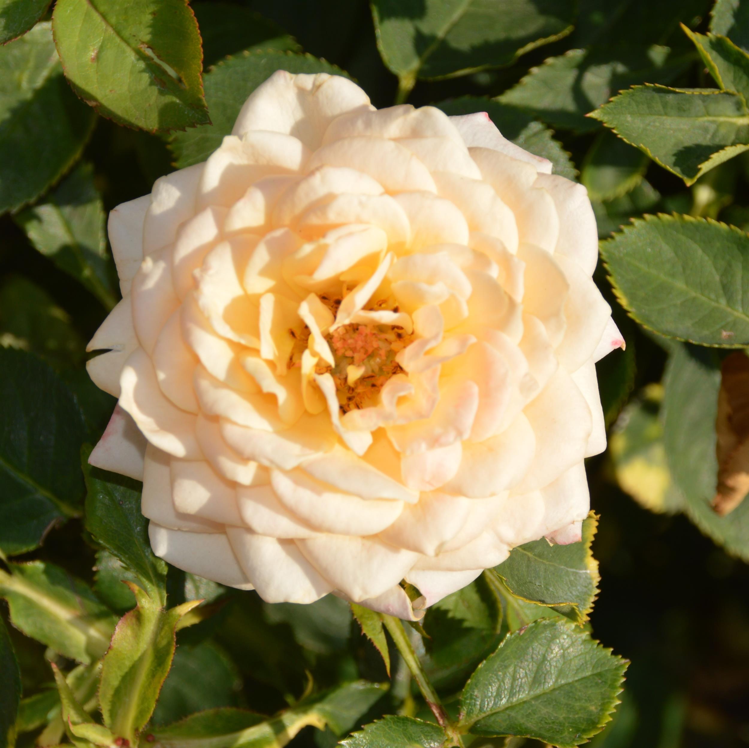 Belle of the Ball