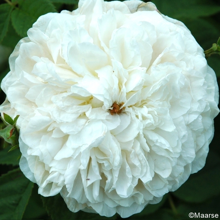 Mme Plantier