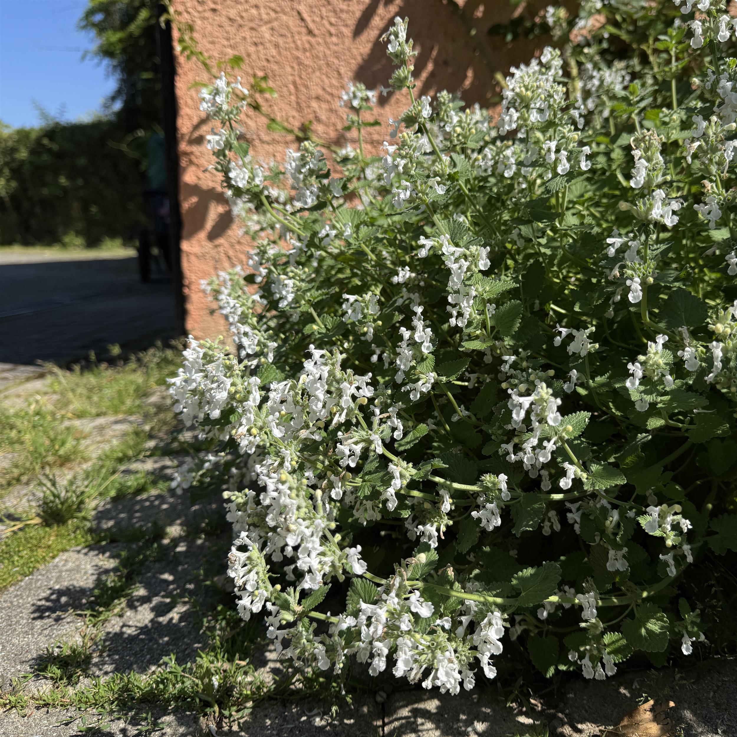 Calamintha nepeta 'Marvelette White'