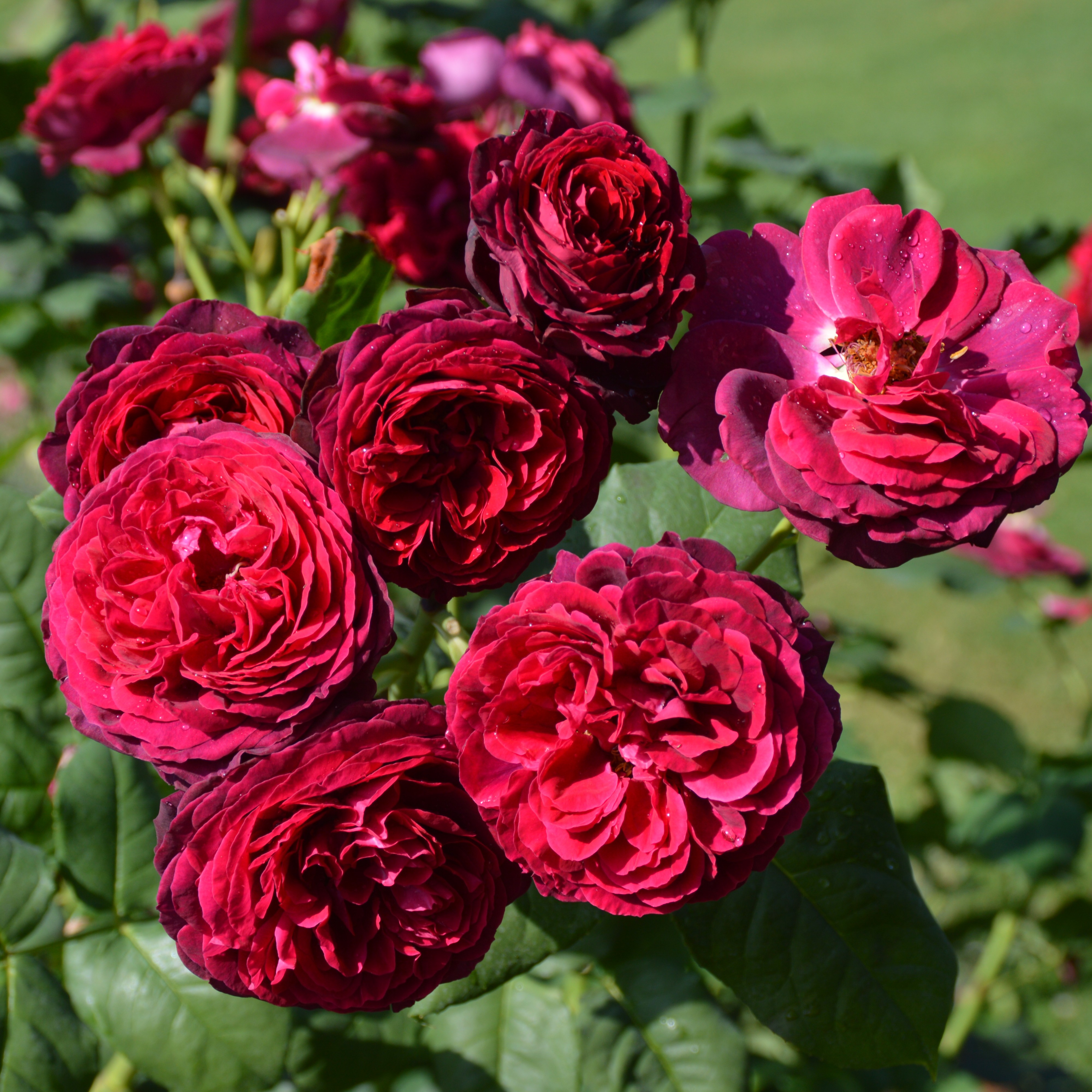 Astrid Gräfin von Hardenberg