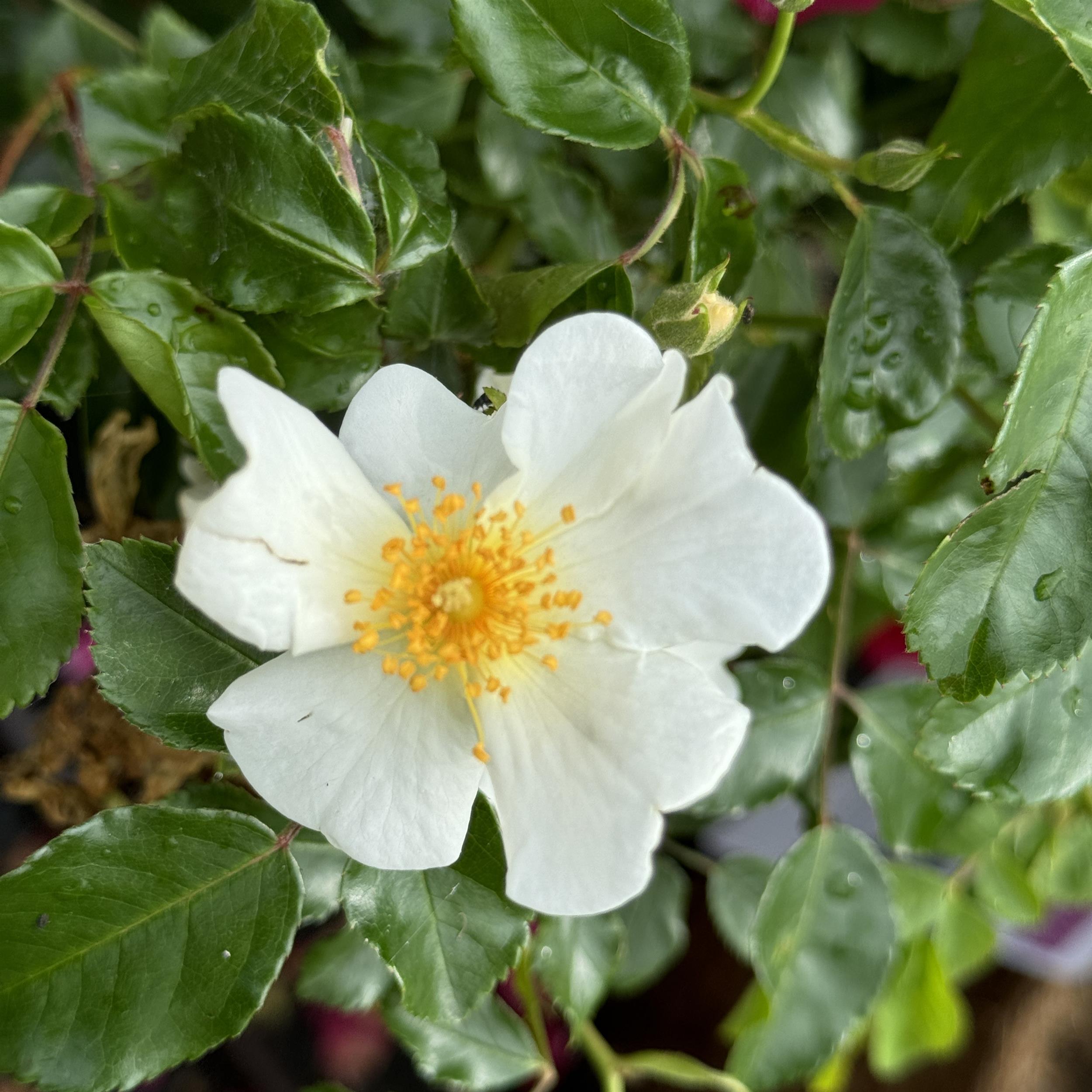 5 x White Wedding im Bio-Container - Hohe Rosenhecke