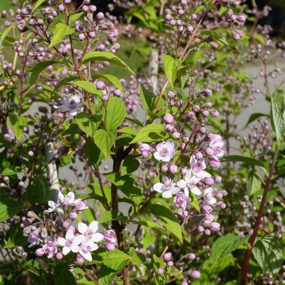 Deutzia hybrida ´Mont Rose`
