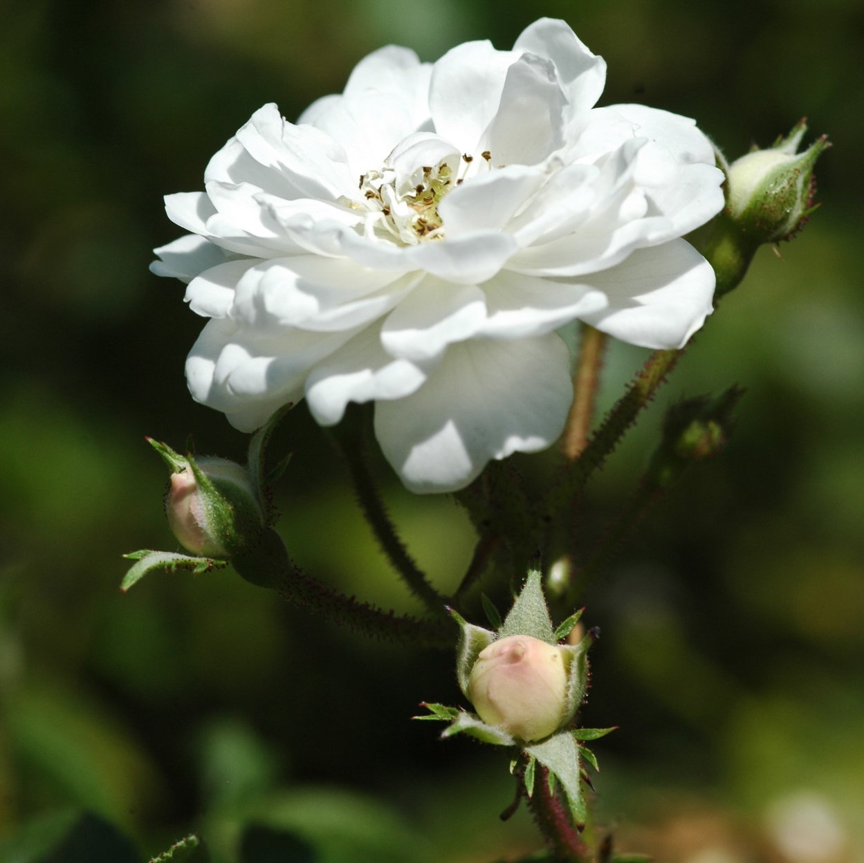 Guirlande d'Amour