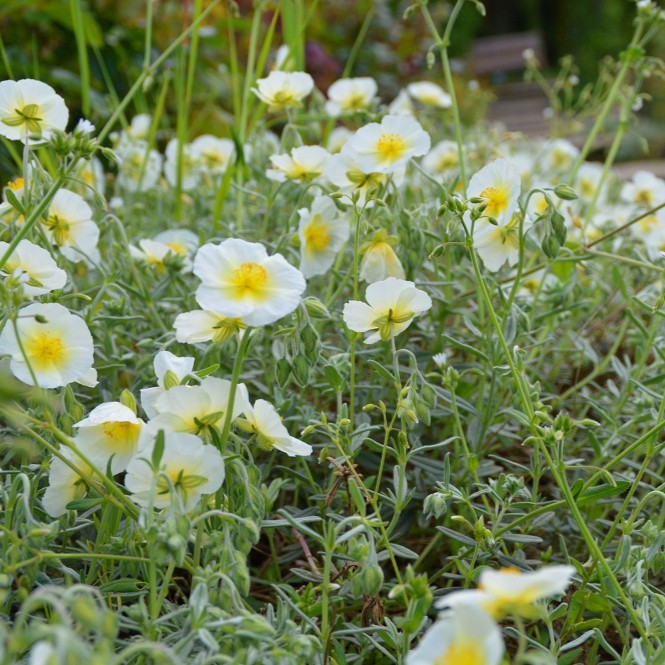 Helianthemum x cultorum 'Snow Queen' / 'Die Braut'