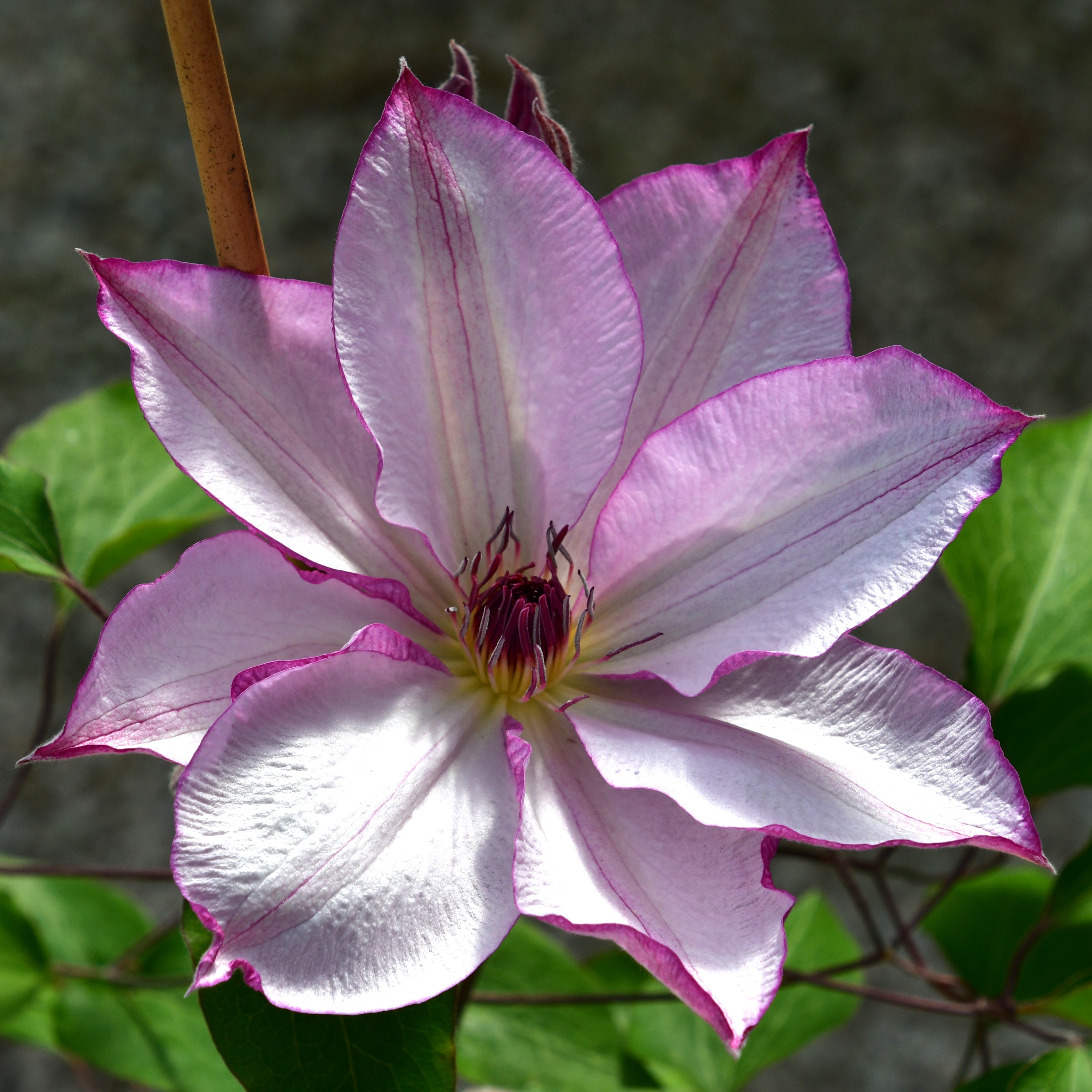 Clematis Hybride ´Omoshiro`