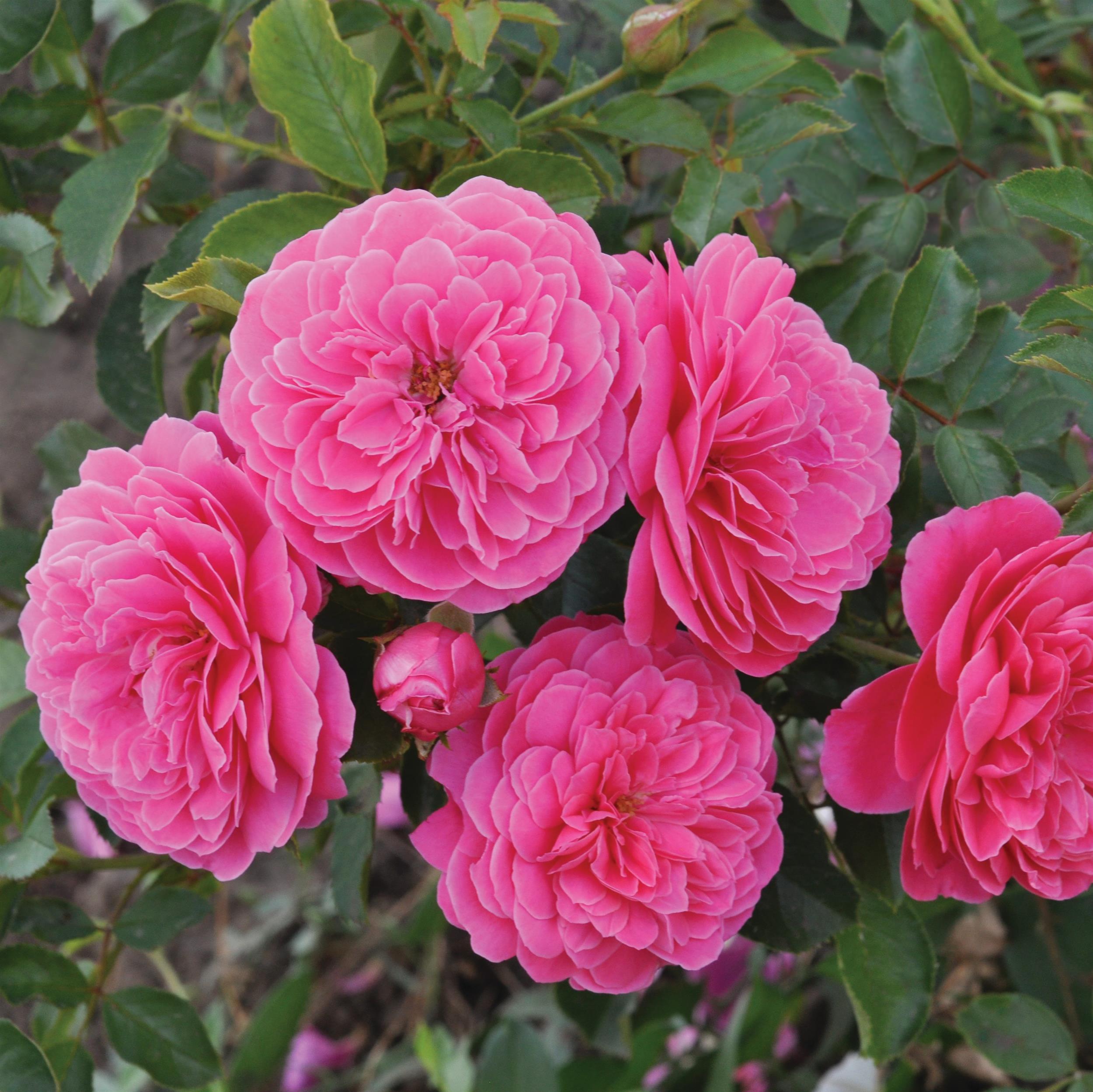 Raspberry Essbare Rose