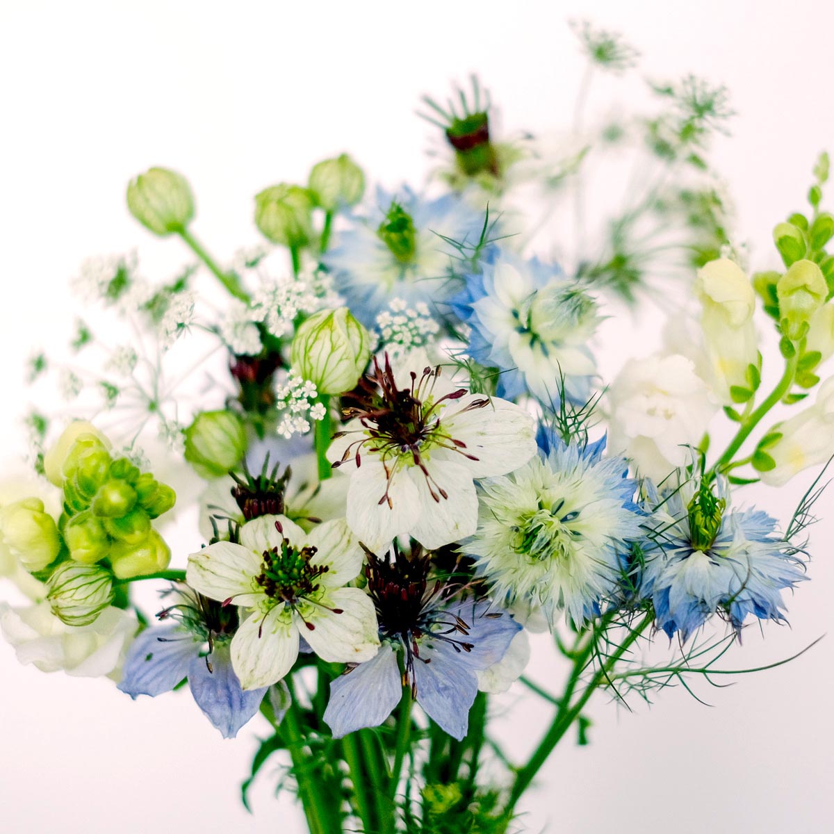 Wild Bouquets Nigella Collection