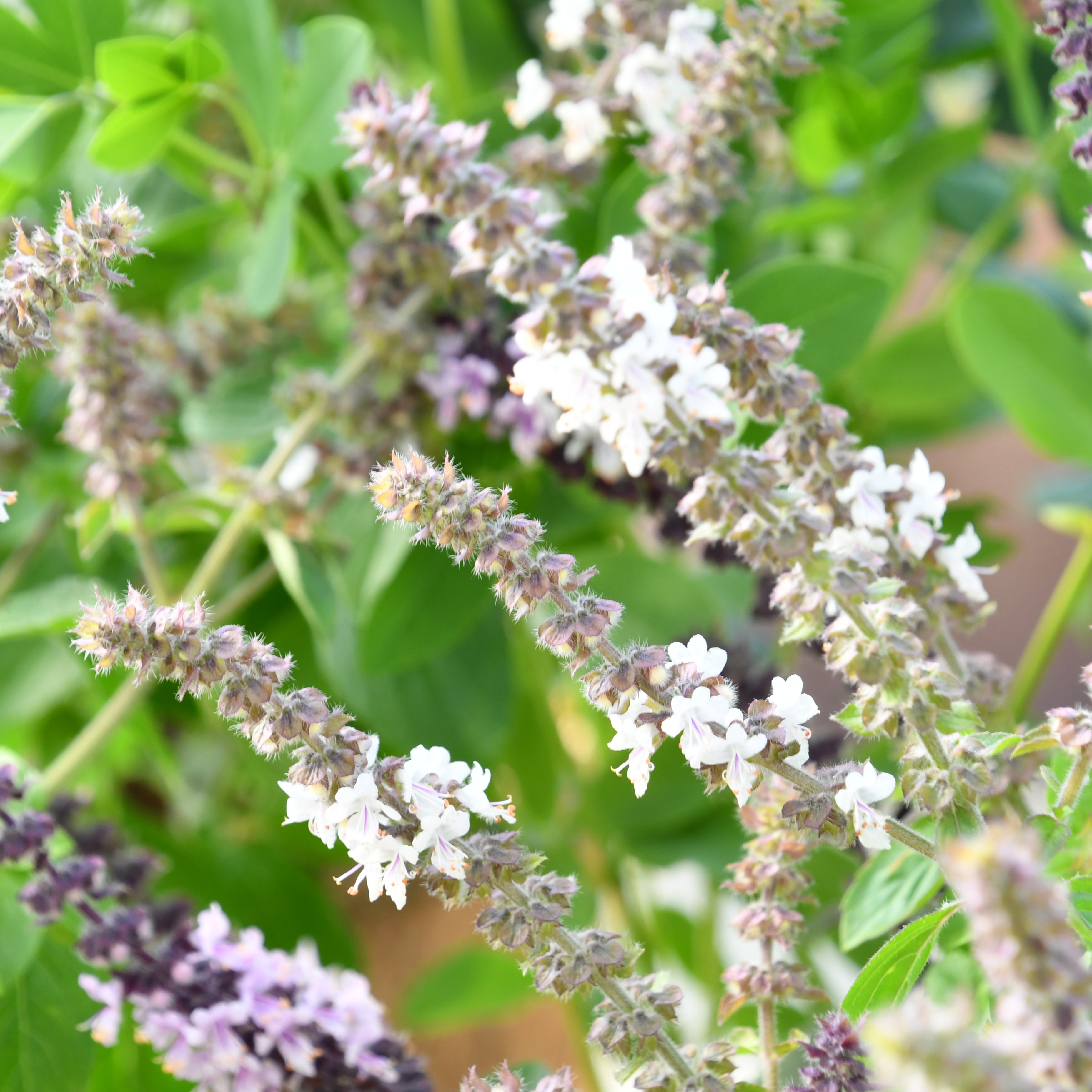 Ocimum basilicum 'Magic White' 1L