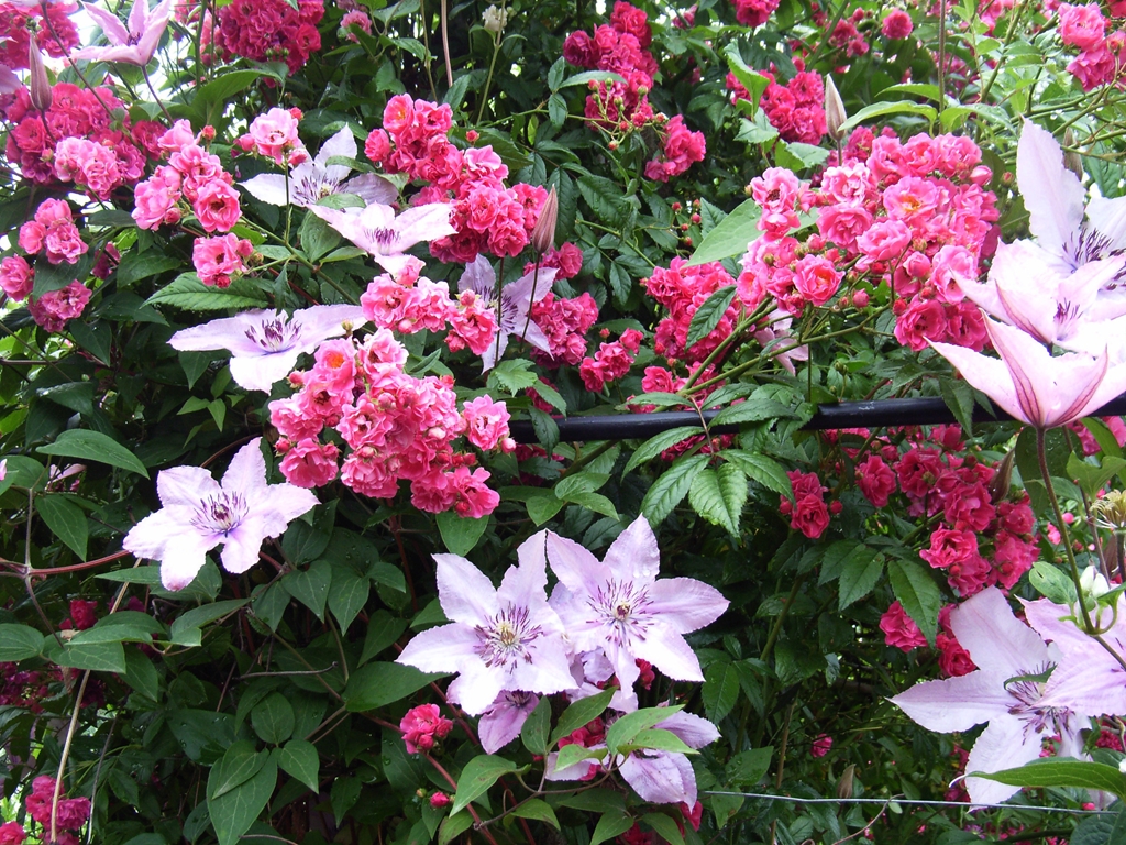 Brewood Belle