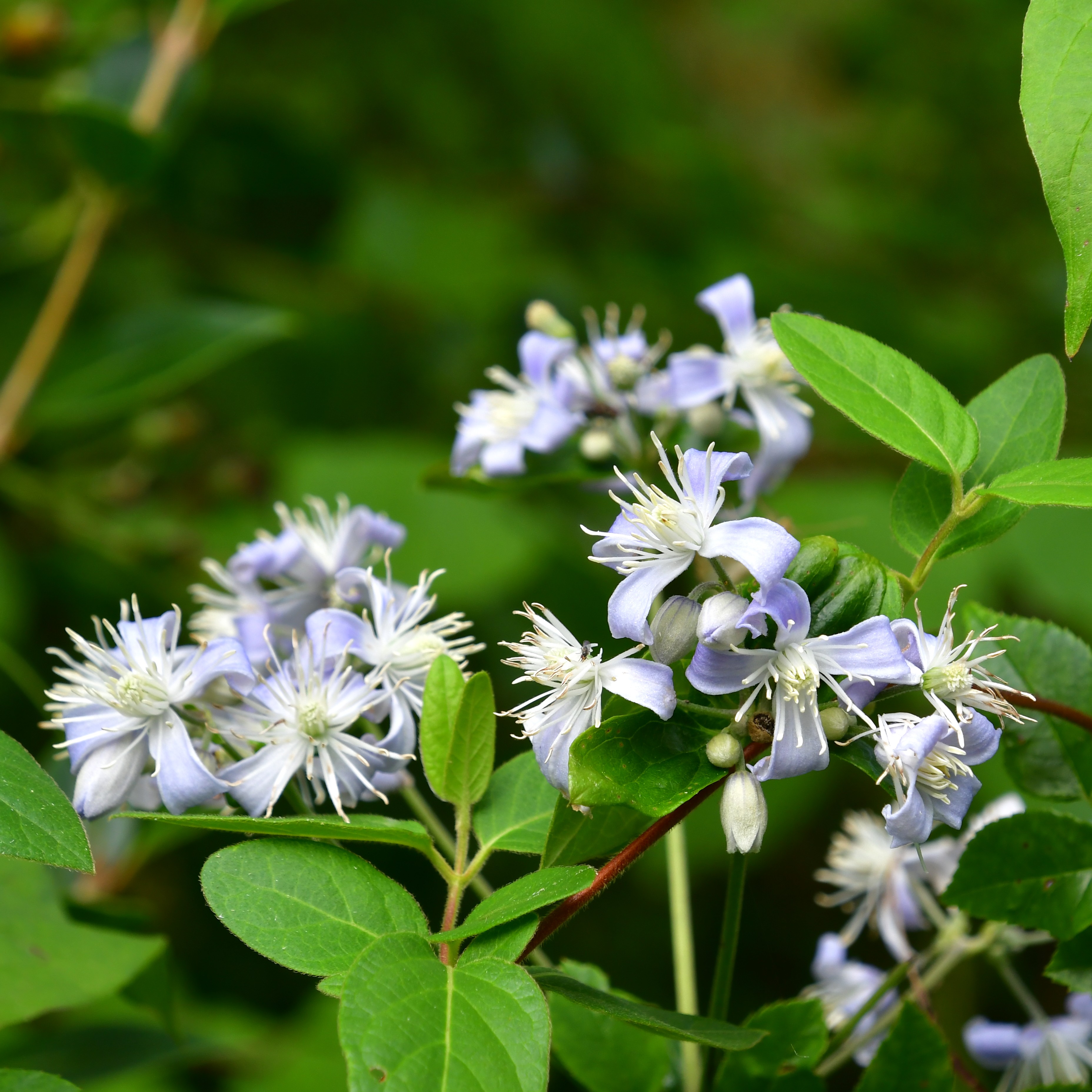 Clematis jouiniana 'Praecox'