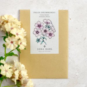 Phlox Drummondii 'Creme Brulee' (Sommer-Phlox)