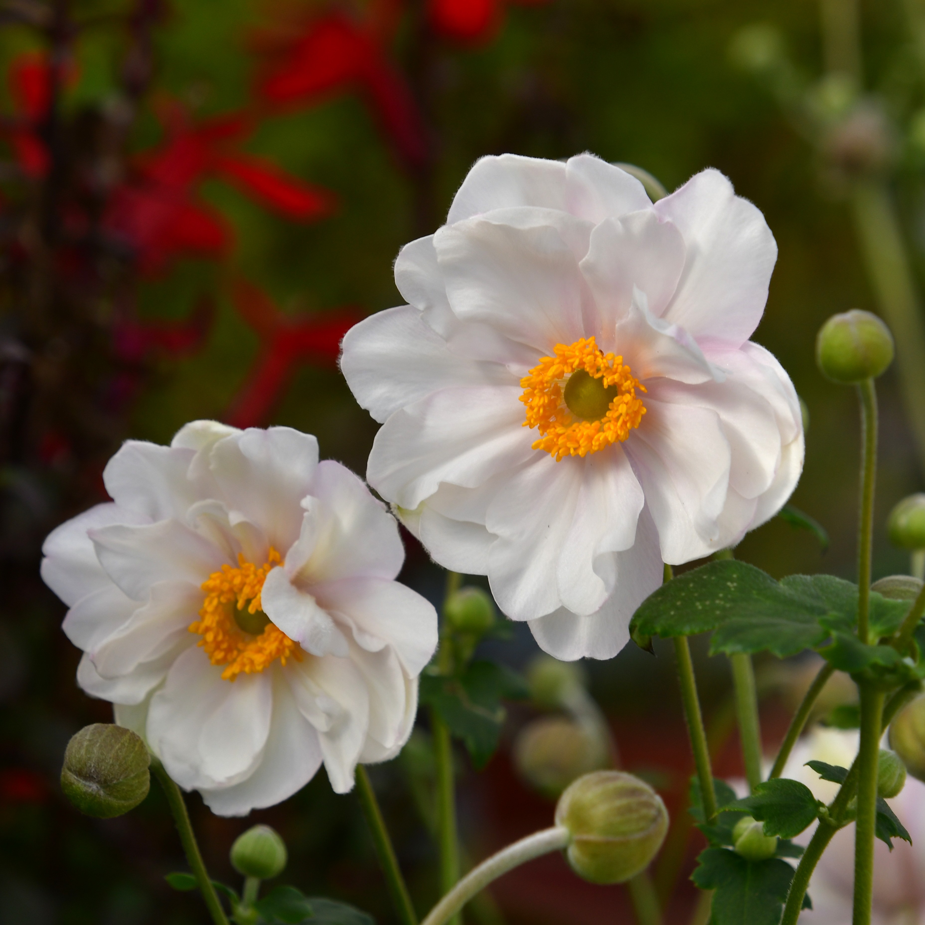 Anemone hupeh. Fantasy 'Rapunzel'  2L