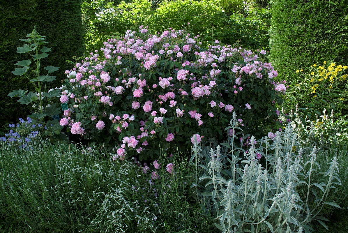 Ispahan / Pompon des Princes