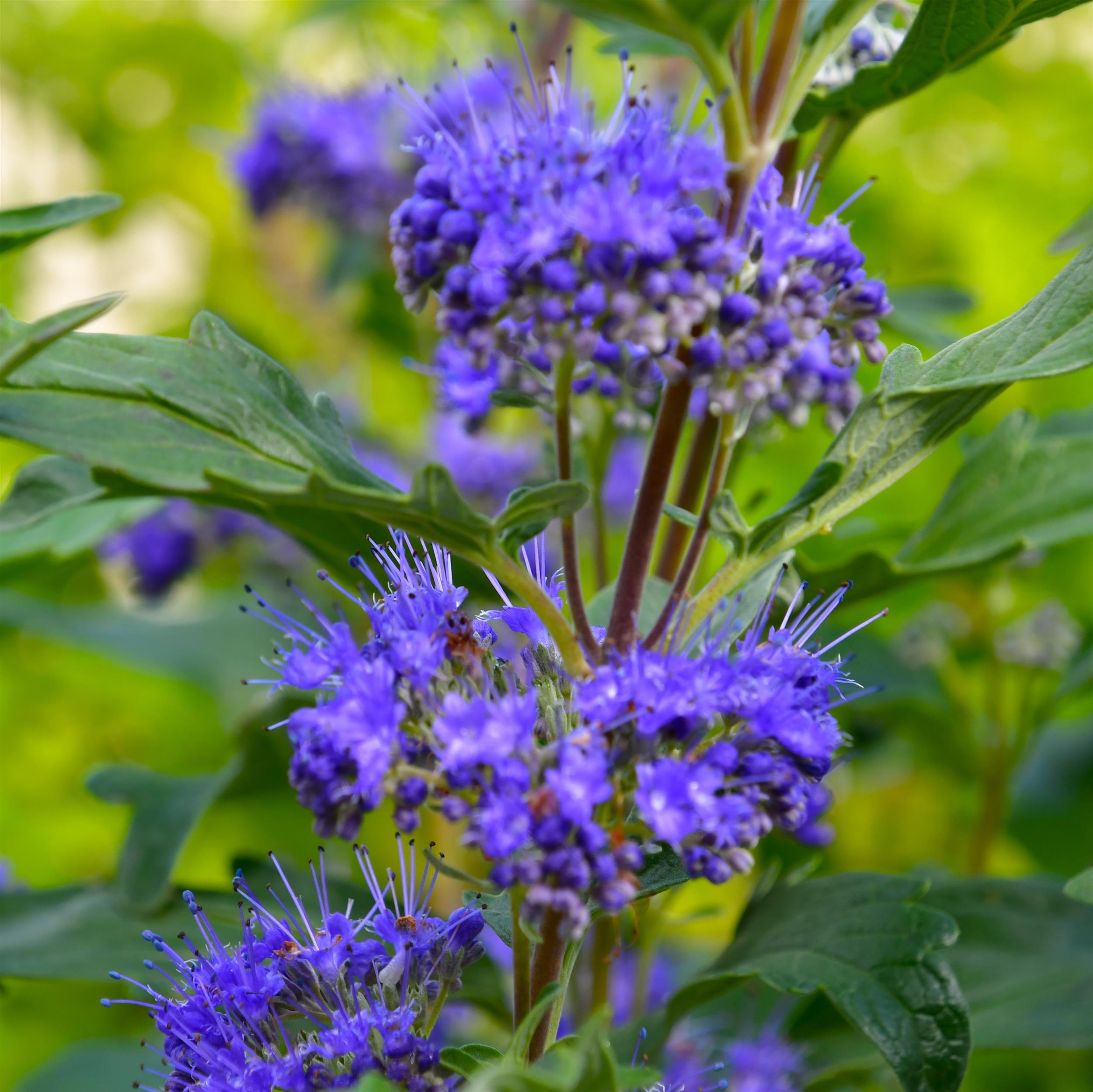 Caryopteris x clandonensis 'Grand Bleu'