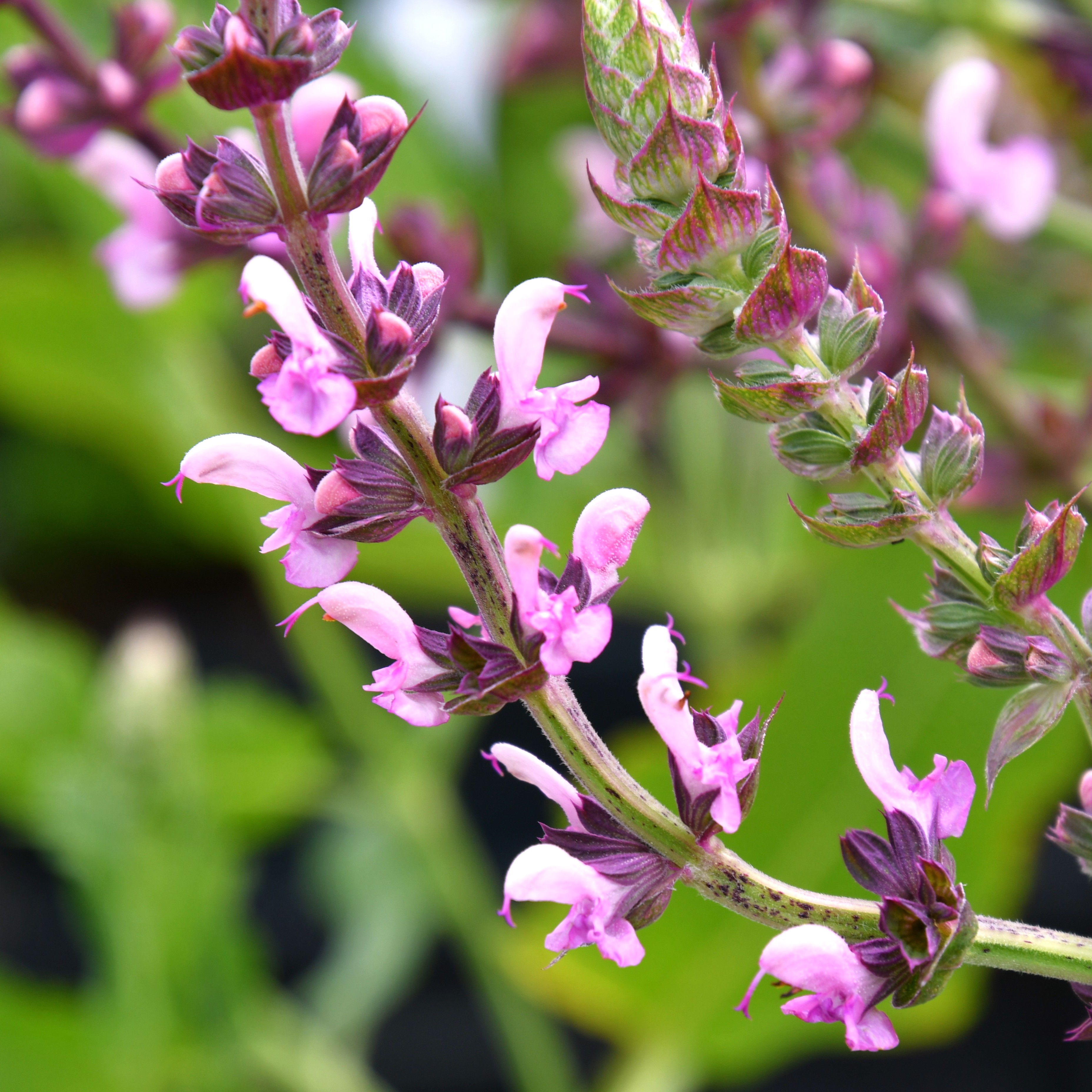 Salvia nemorosa 'Rosenwein' 1L