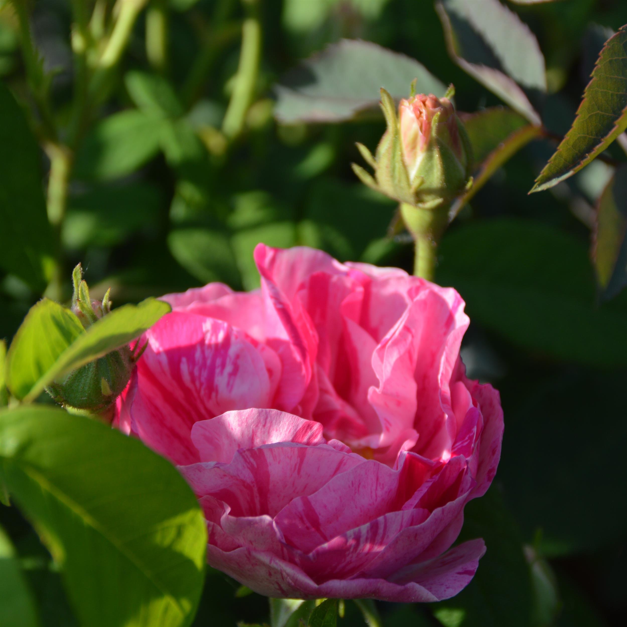 Rosa mundi (gallica versicolor)
