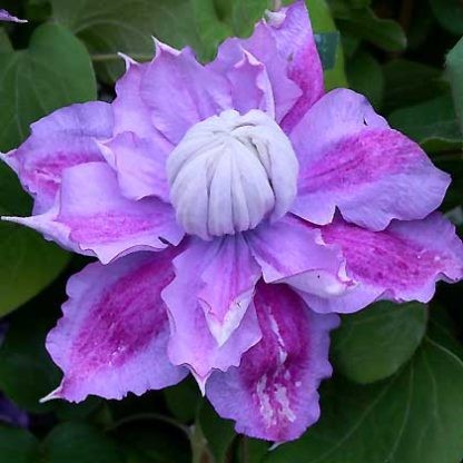 Clematis Hyb. Darena