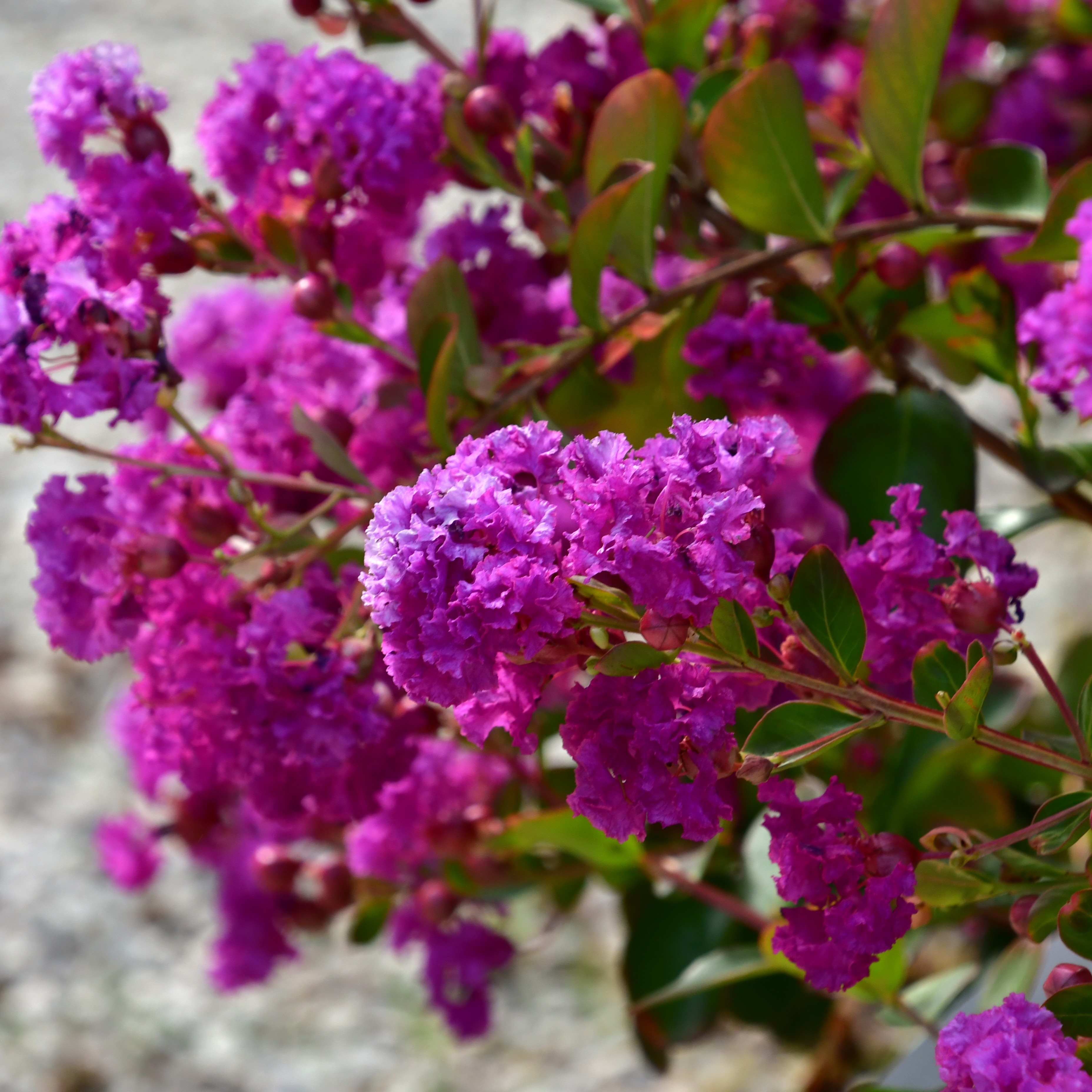 Lagerstroemia Violet d'ete 5L
