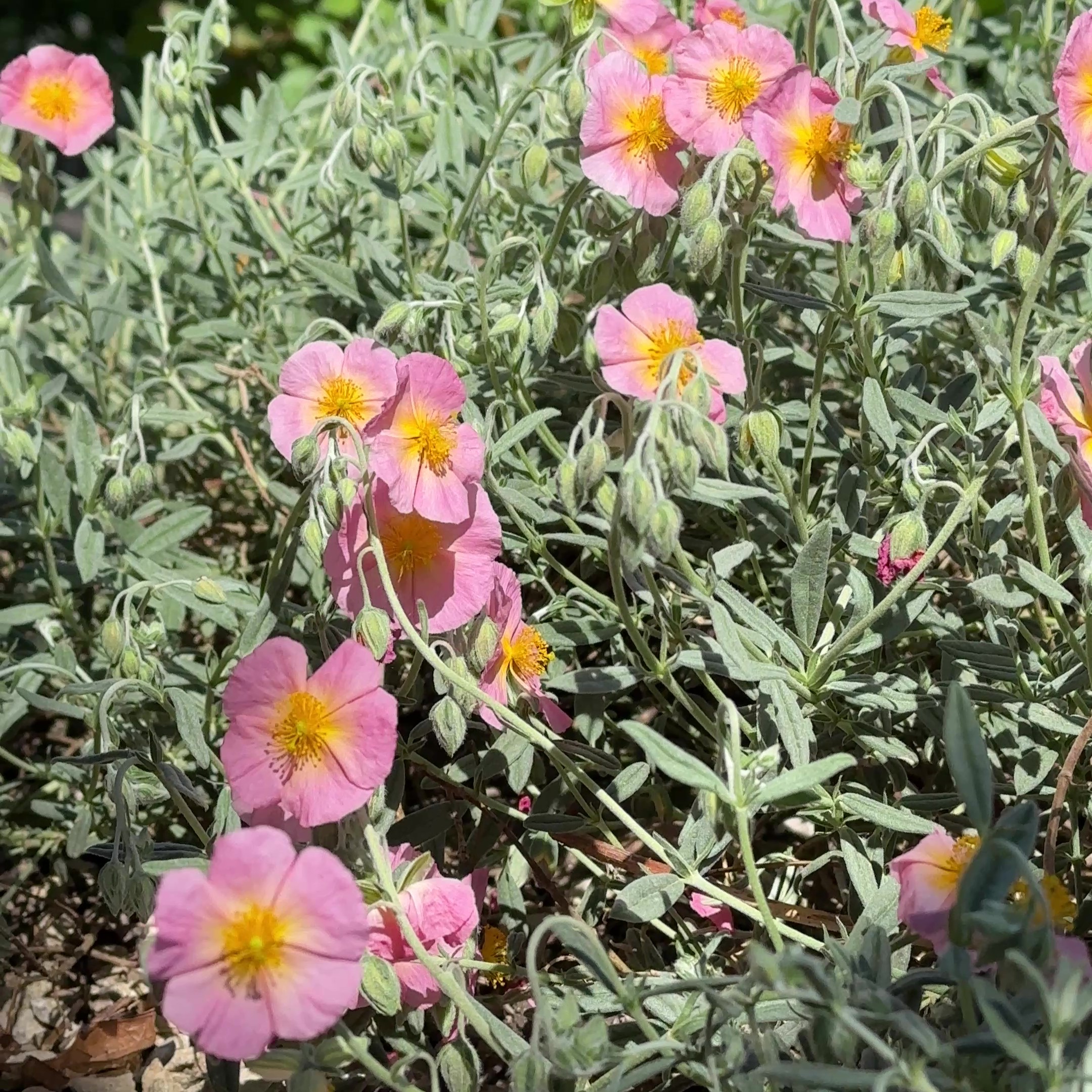 Helianthemum x cult.'Wisley Pink' 1L
