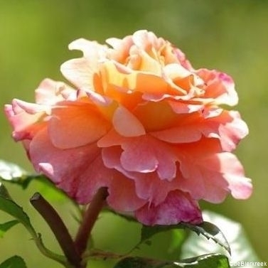 Augusta Luise - Stammrose 90 cm