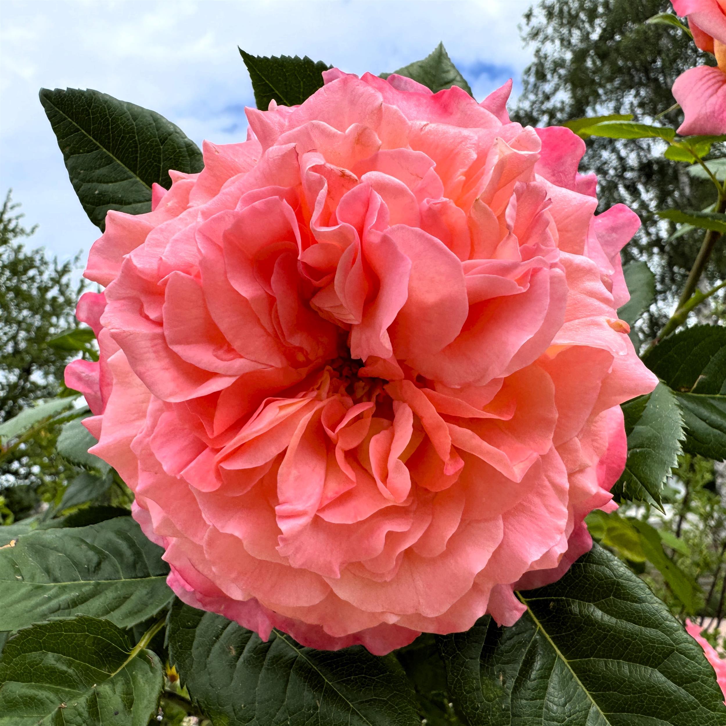 Augusta Luise - Stammrose 90 cm