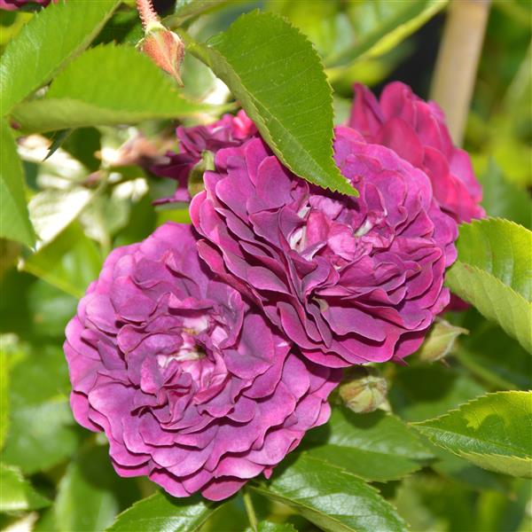 Bleu Magenta
