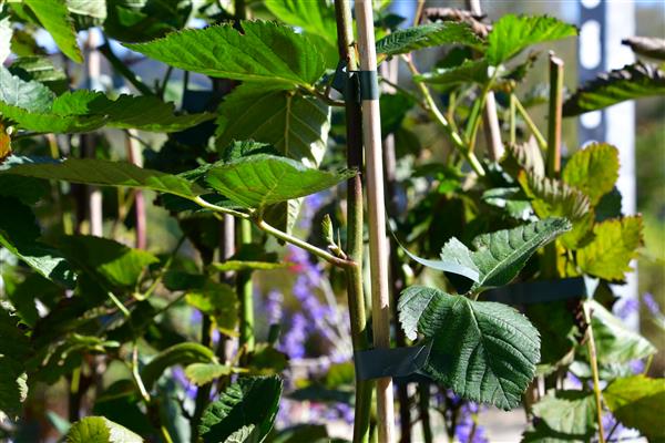 Rubus frut. 'Navaho'/dornenlose Brombeere 2L