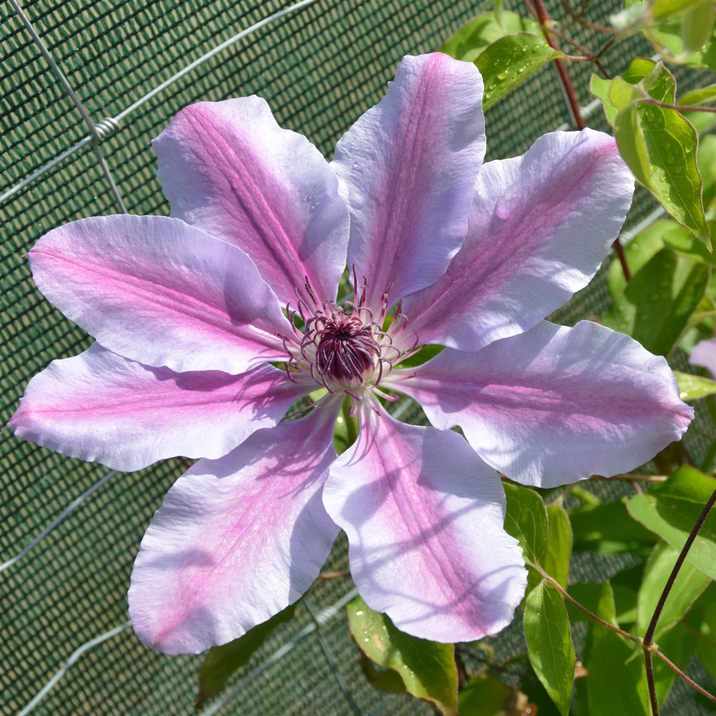 Clematis 'Nelly Moser'