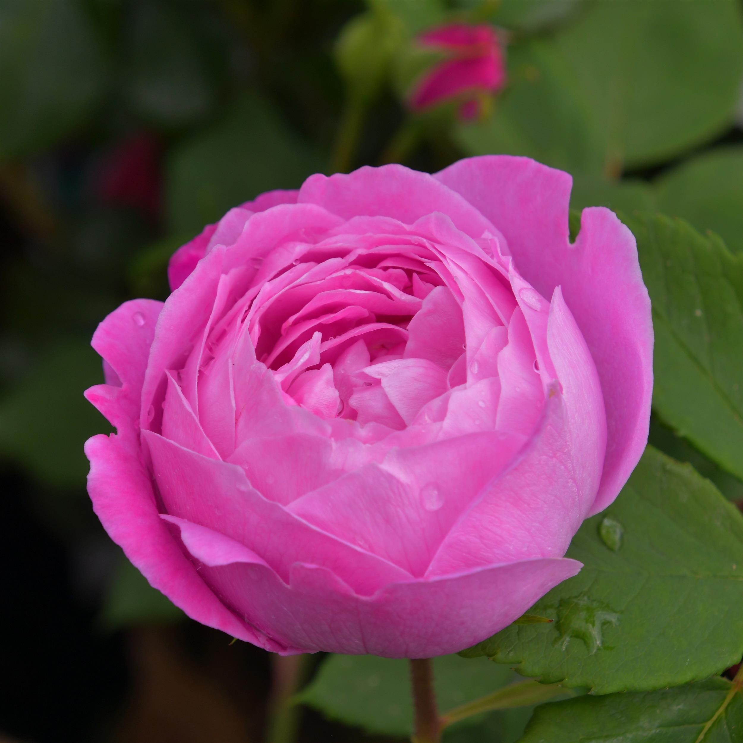 Bourbon Rosen