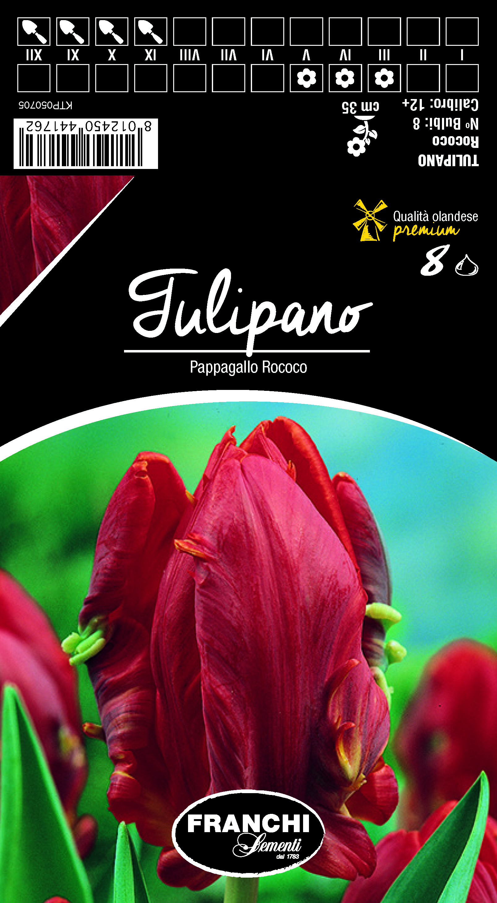 Tulpe Pappagallo Rococo