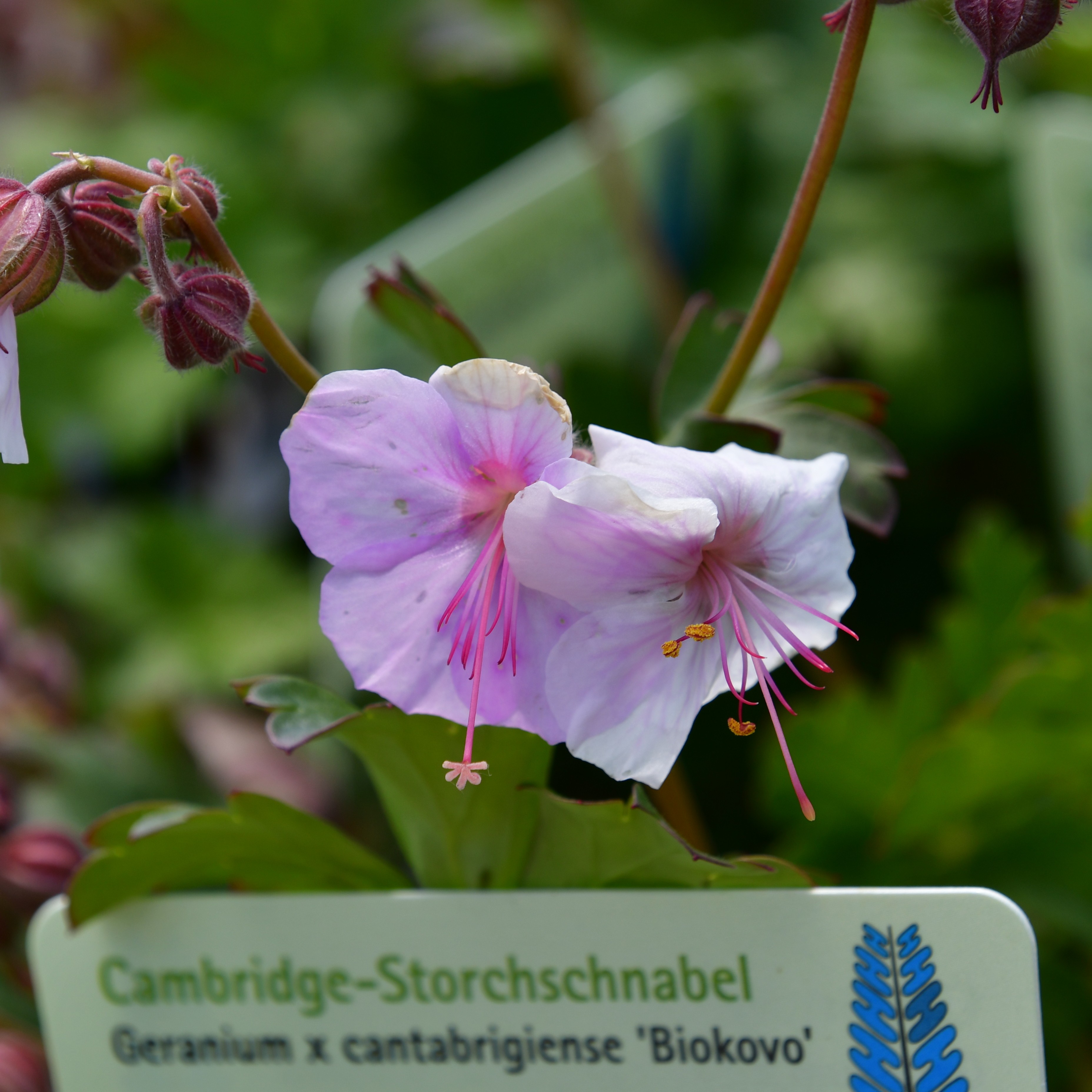 Geranium cantabrigiense 'Biokovo' 0,5L