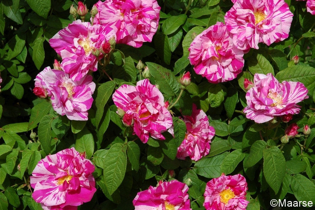 Rosa mundi (gallica versicolor)