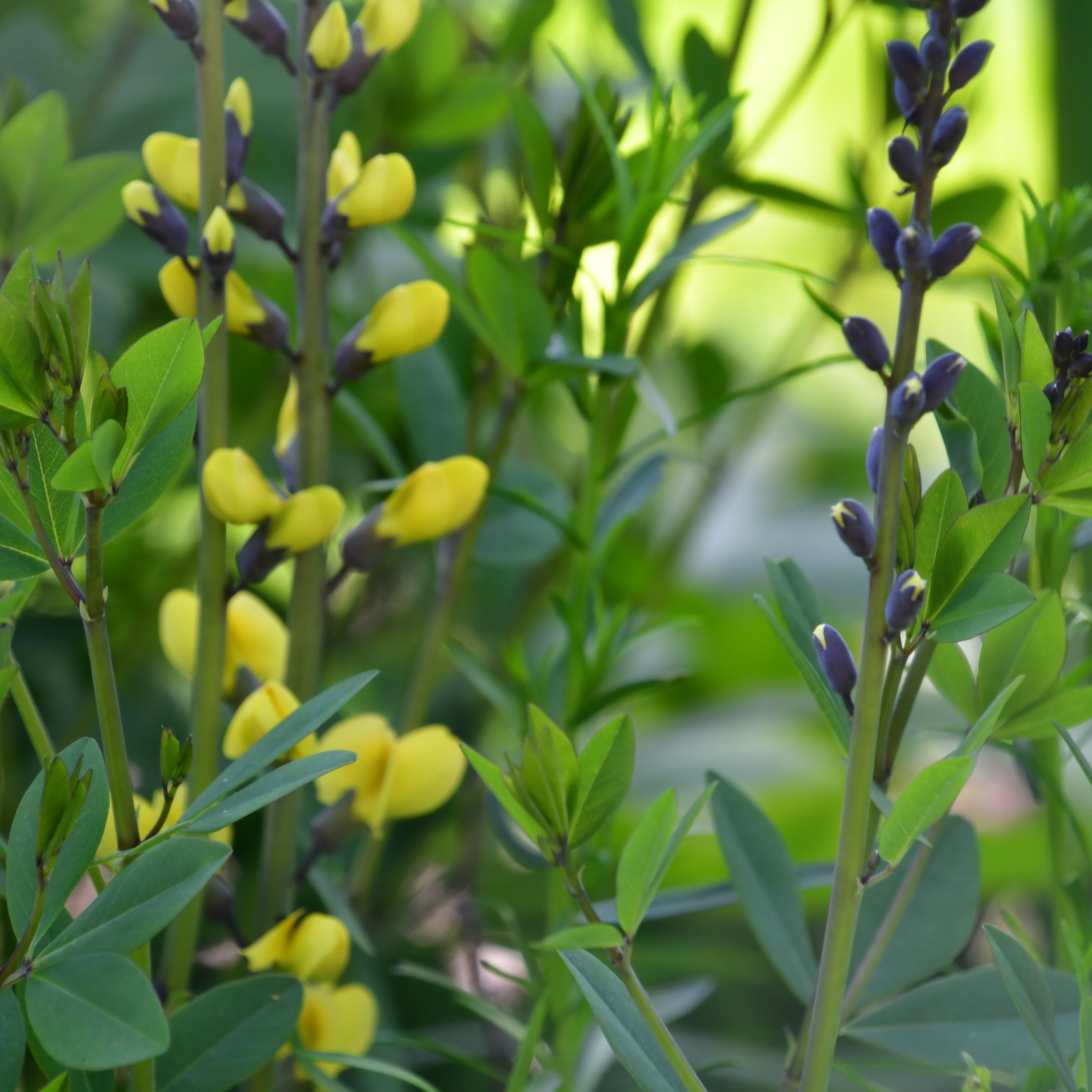 Baptisia x cult.'Vanilla Cream' 1L