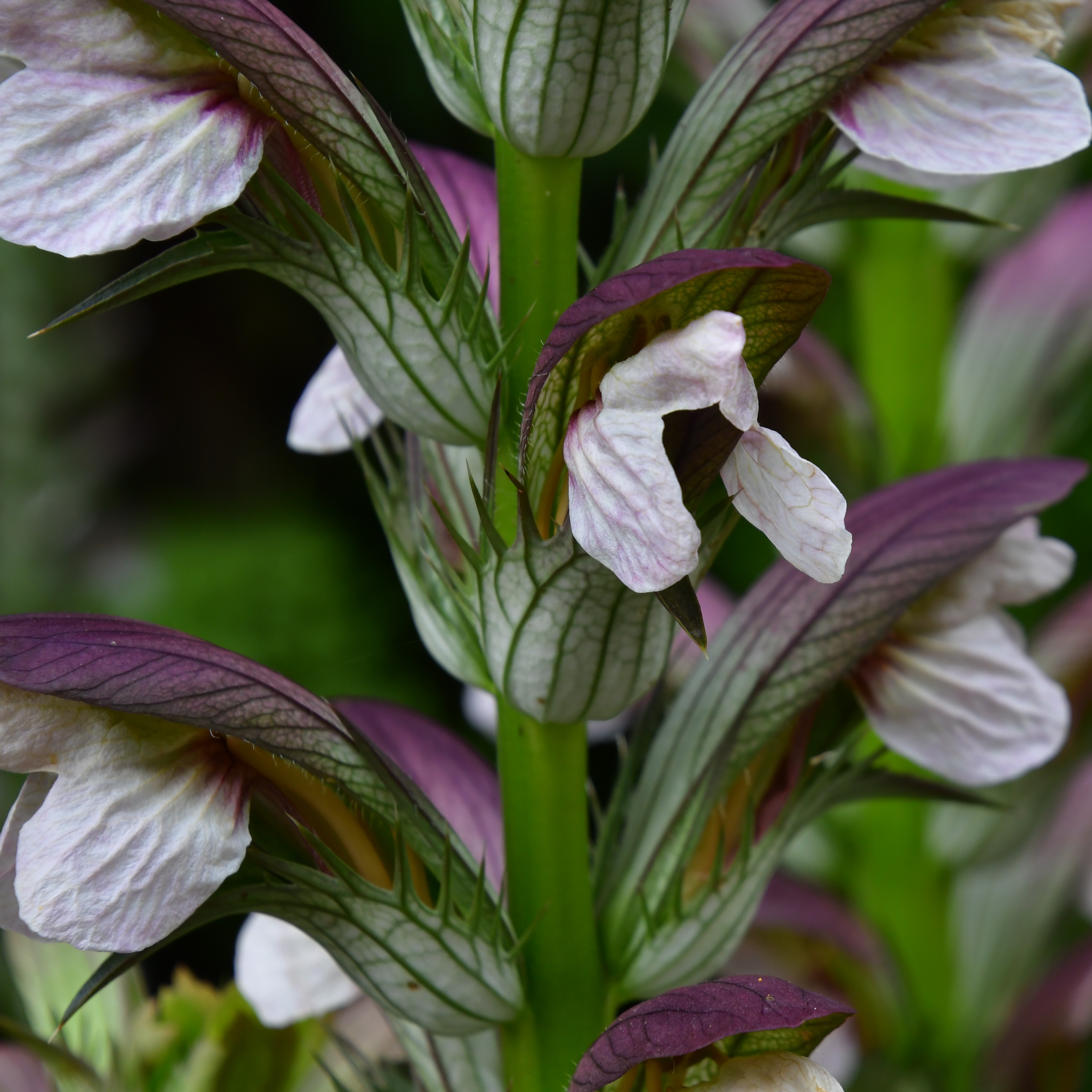 Acanthus hungaricus 'White Lips' 2L