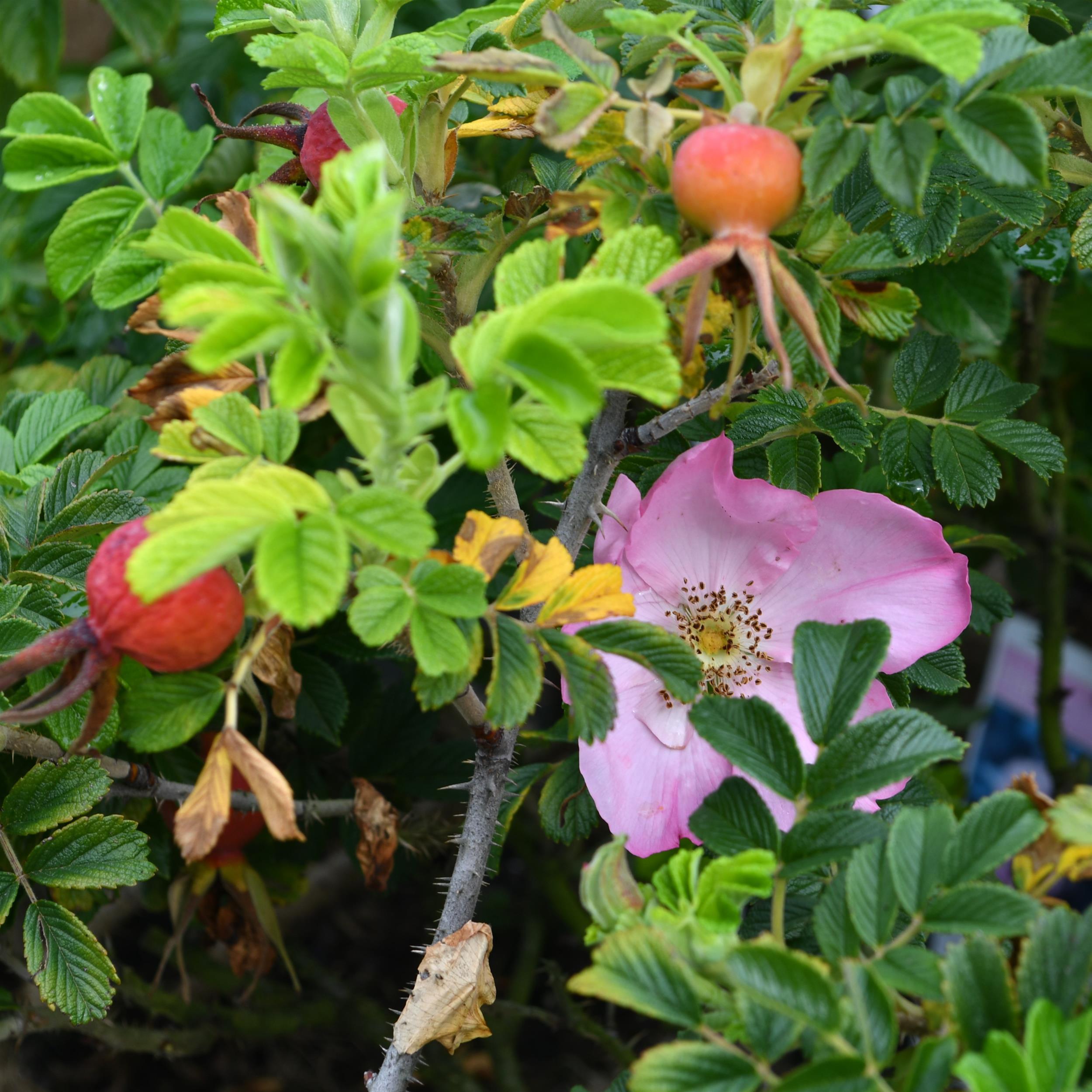 3 x Frau Dagmar Hartopp im Bio-Container -