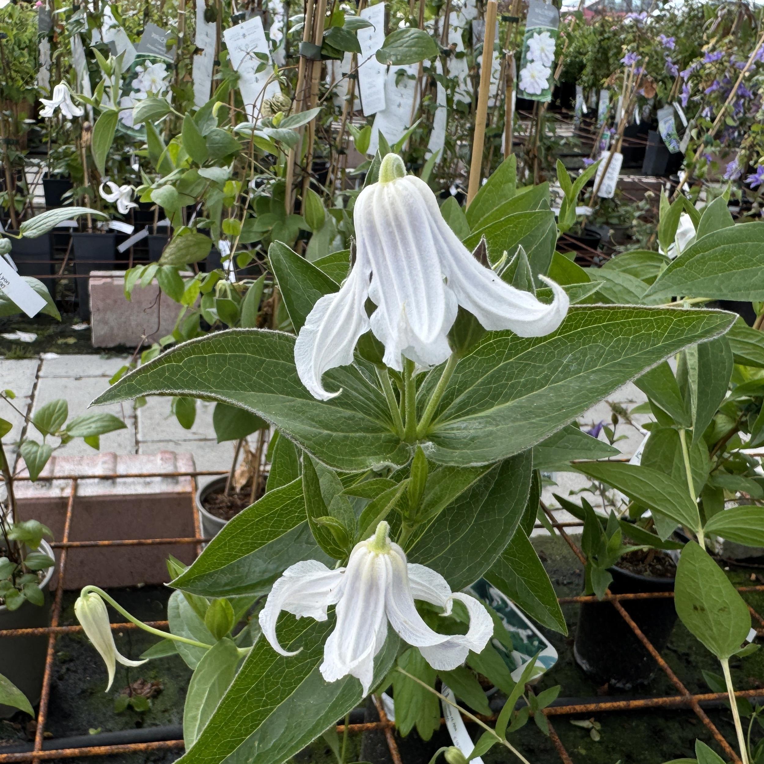 Clematis integrifolia Alba